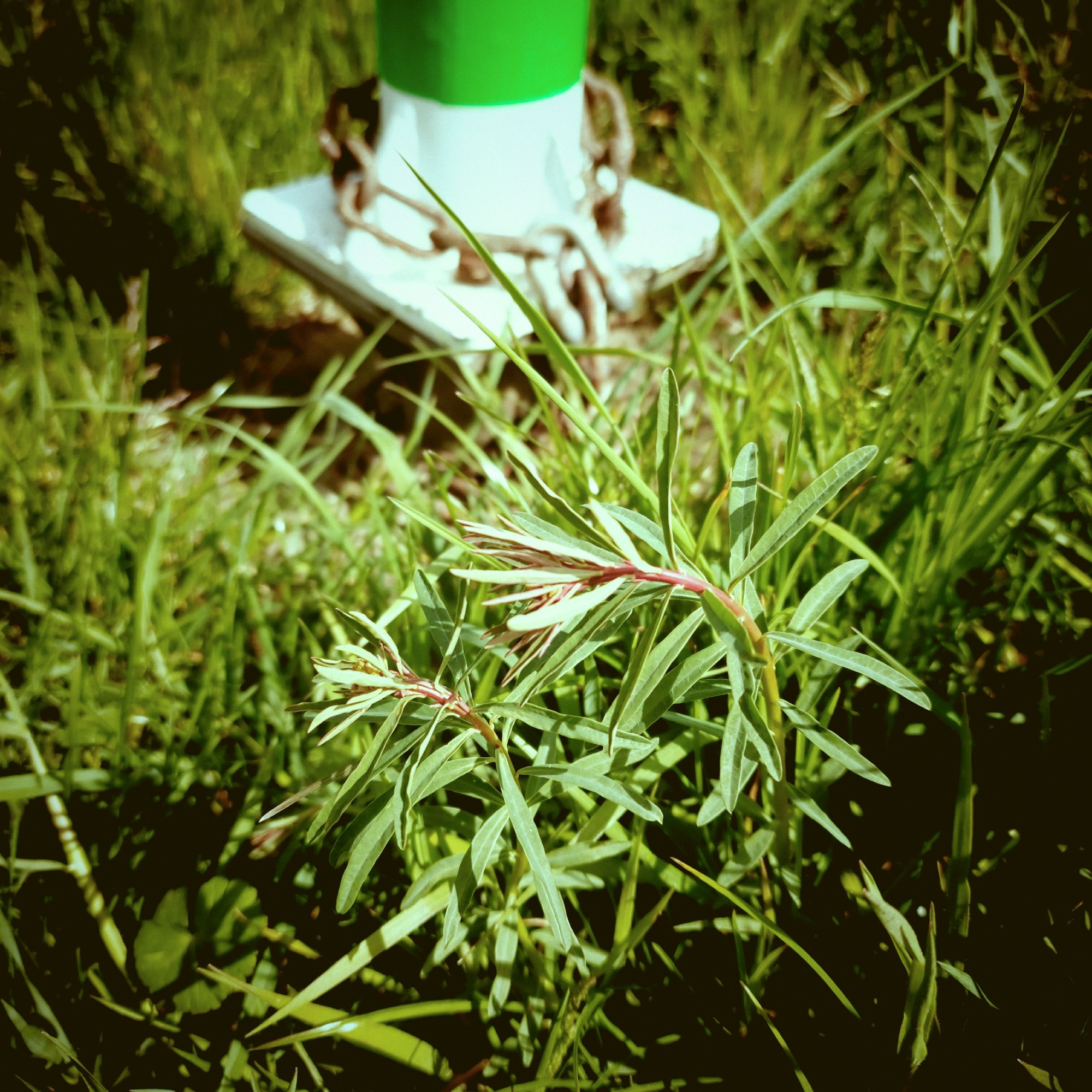 A plant twig in closeup, green-white poke with a rusty chain behind. 