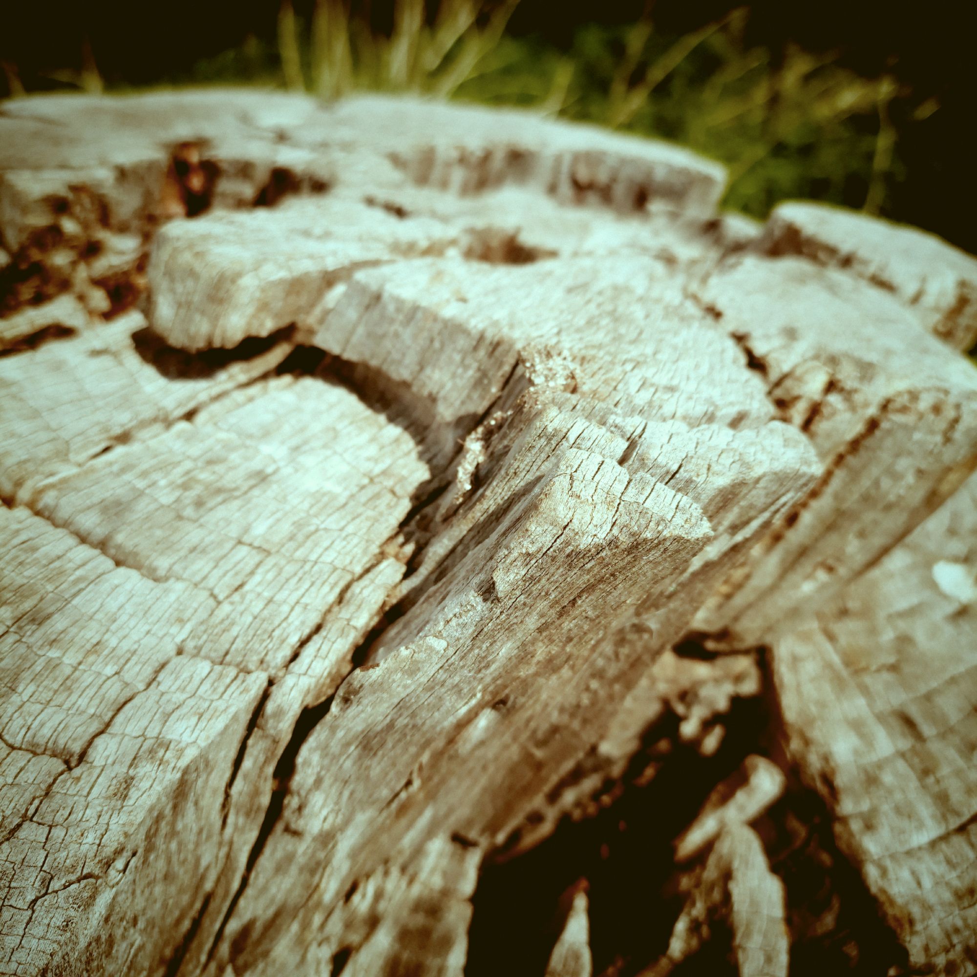 Closeup of a stump of an old tree.