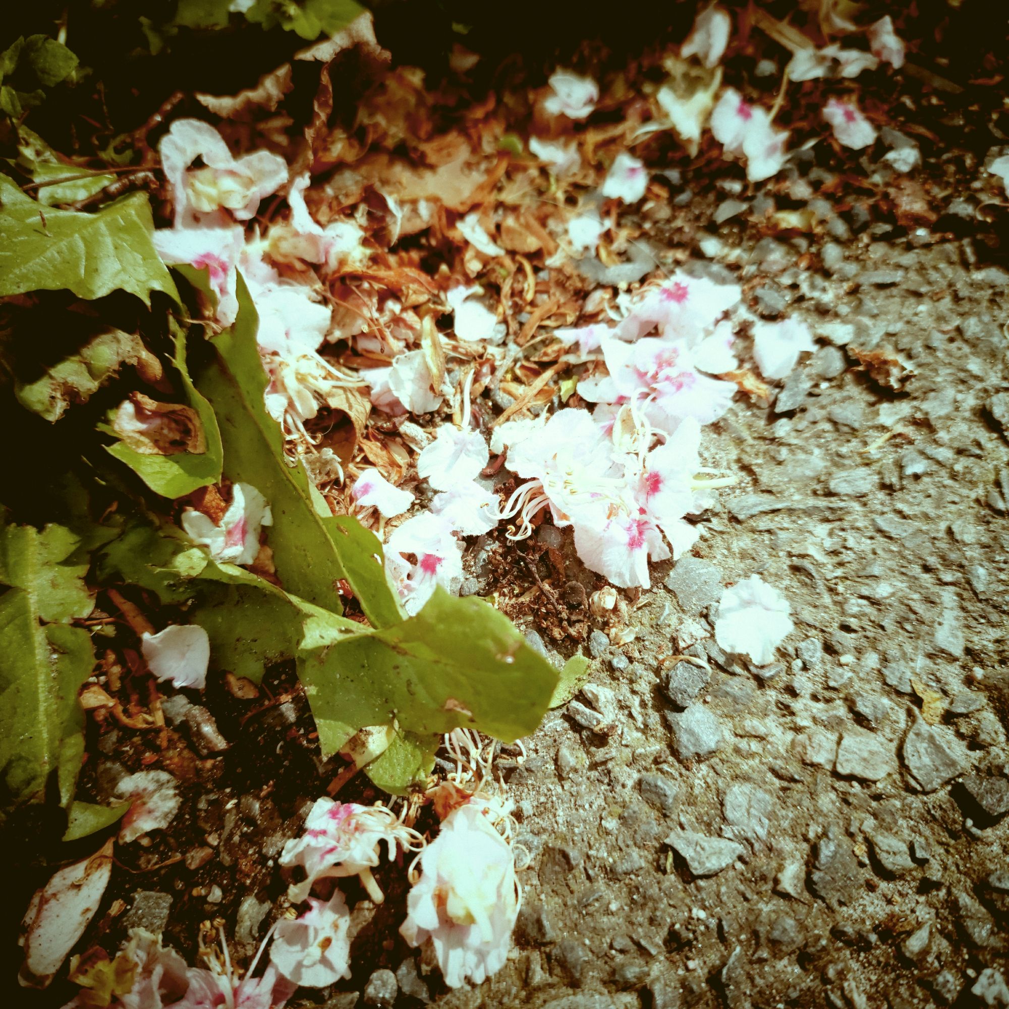 Blossoms and leaves on a street surface.