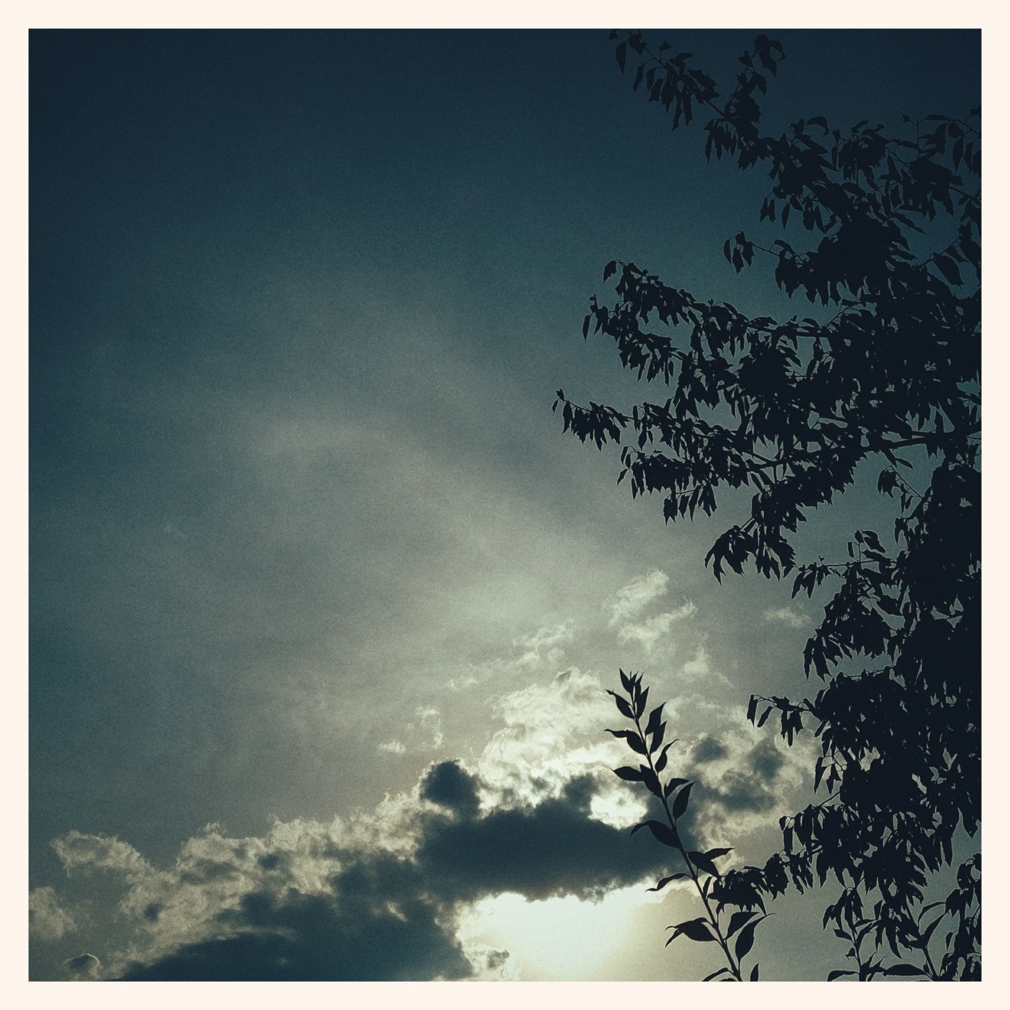 Cherry tree on the right. Quiet sky, bright sun behind a single cloud.