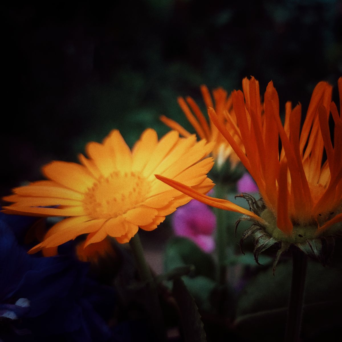 Orange flowers, close-up.