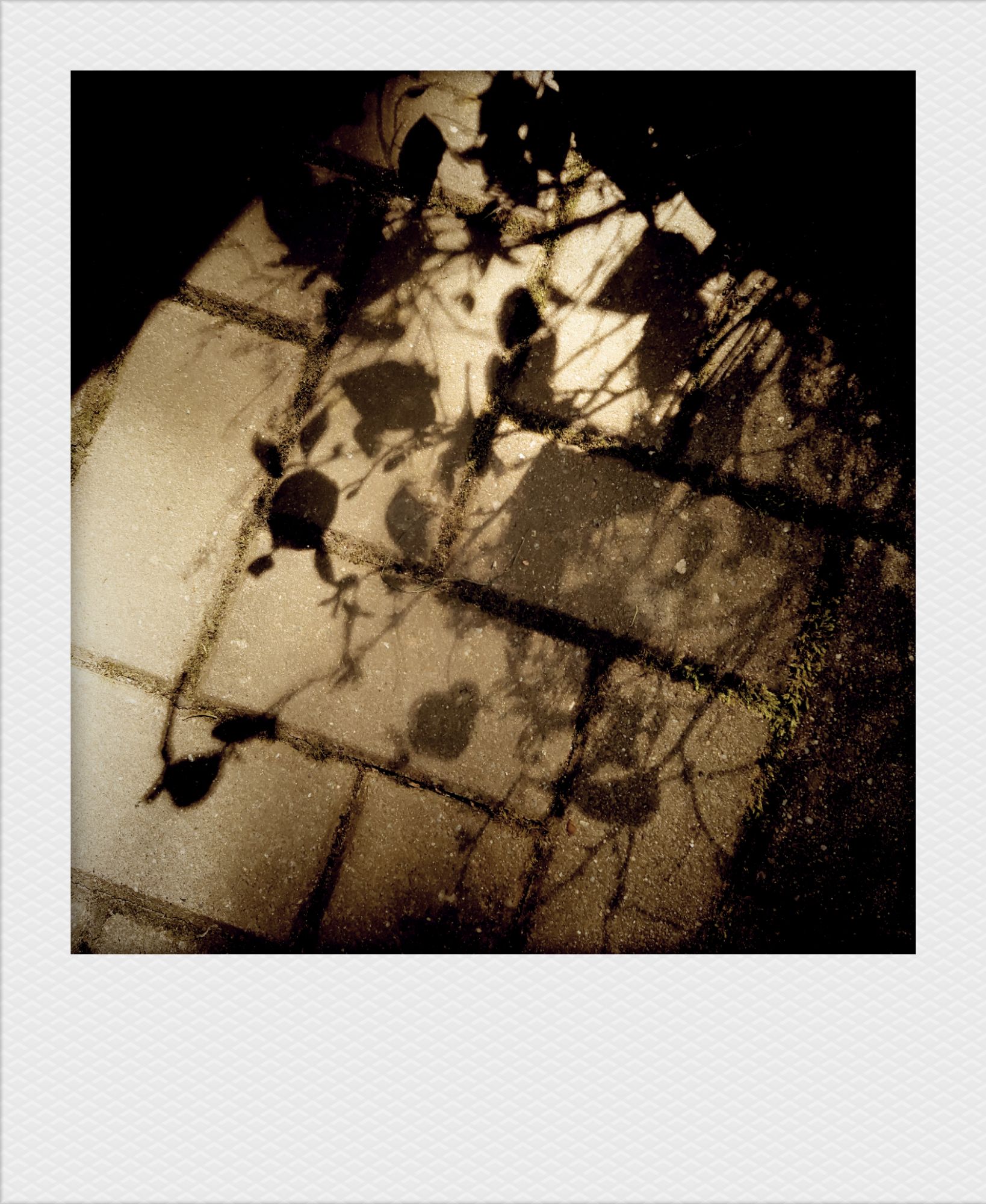 Schatten von Blättern auf Terrassenplatten.