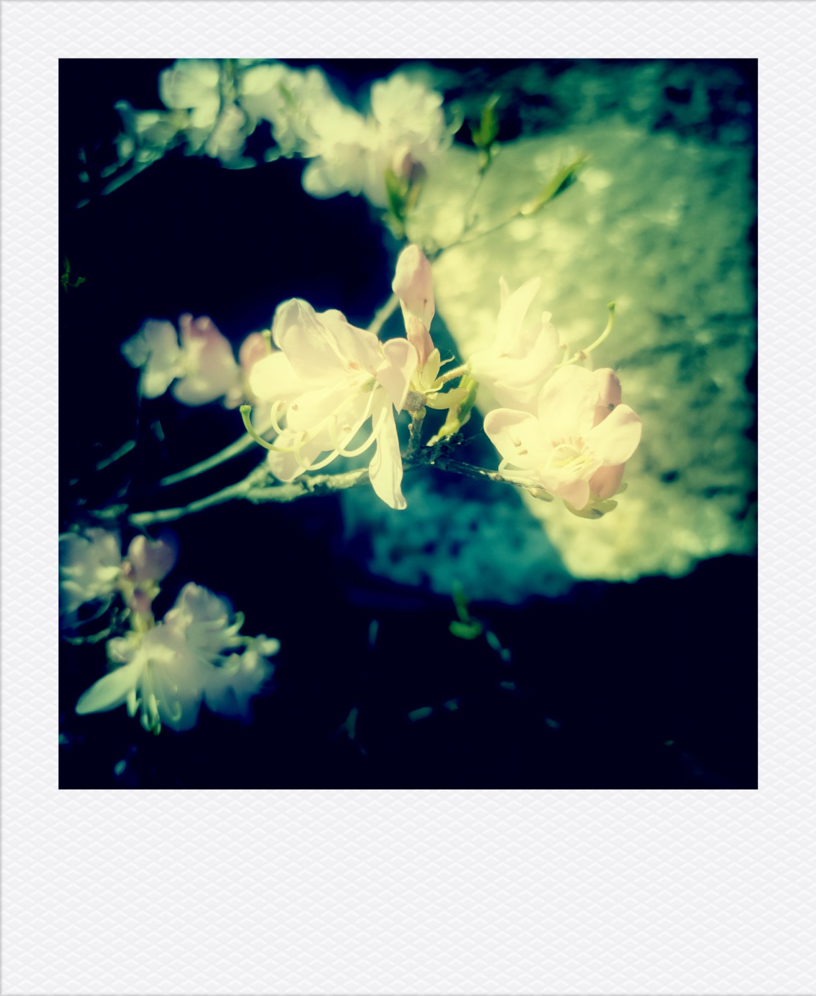 Blüten über heißen Steinen.
