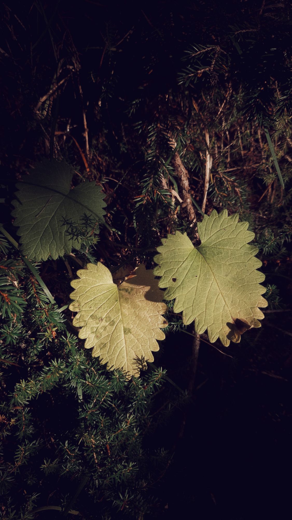 Three larger green leaves in moss.