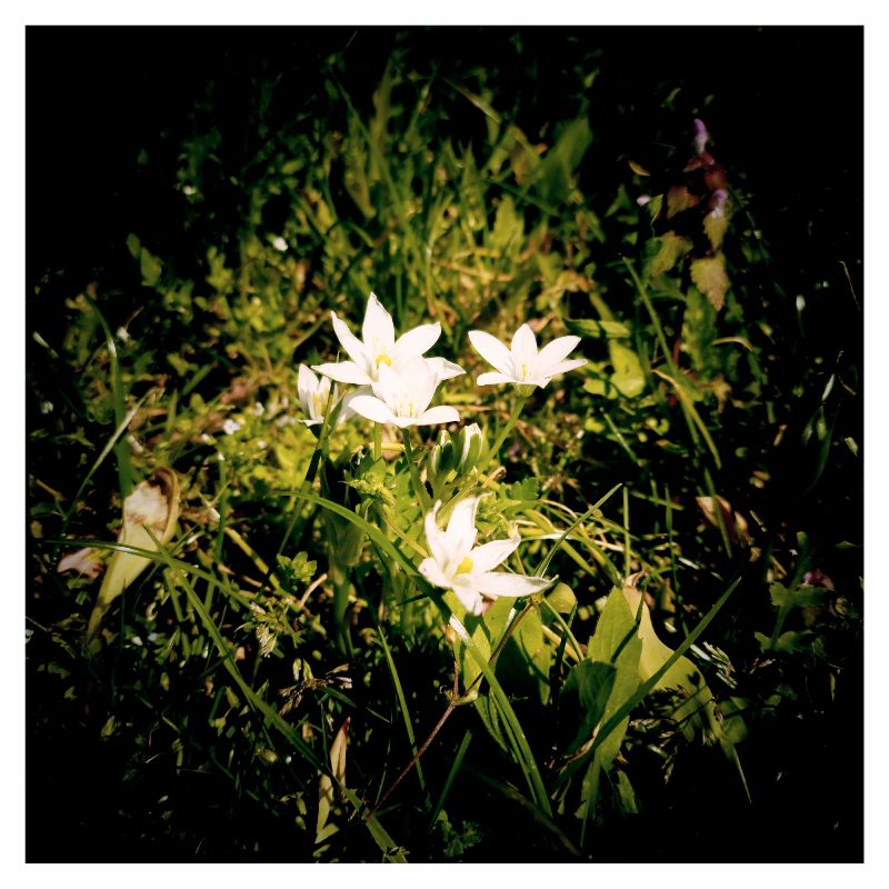 Milchstern-Blüten, weiß, in neuer Wiese