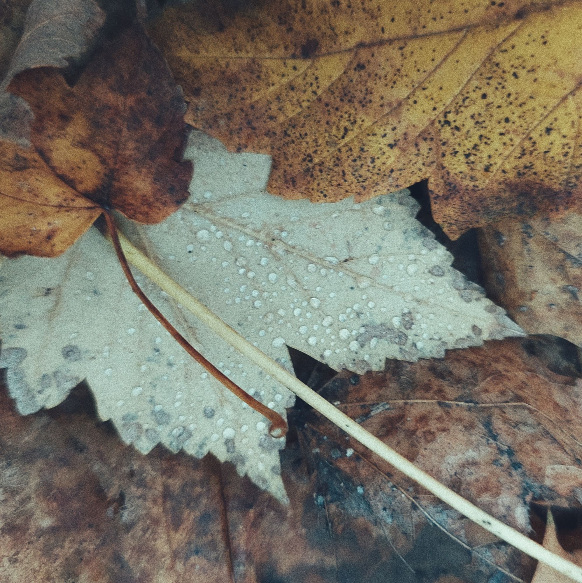 Laub in Nahaufnahme. Wassertropfen auf einem hellgrünen Blatt.