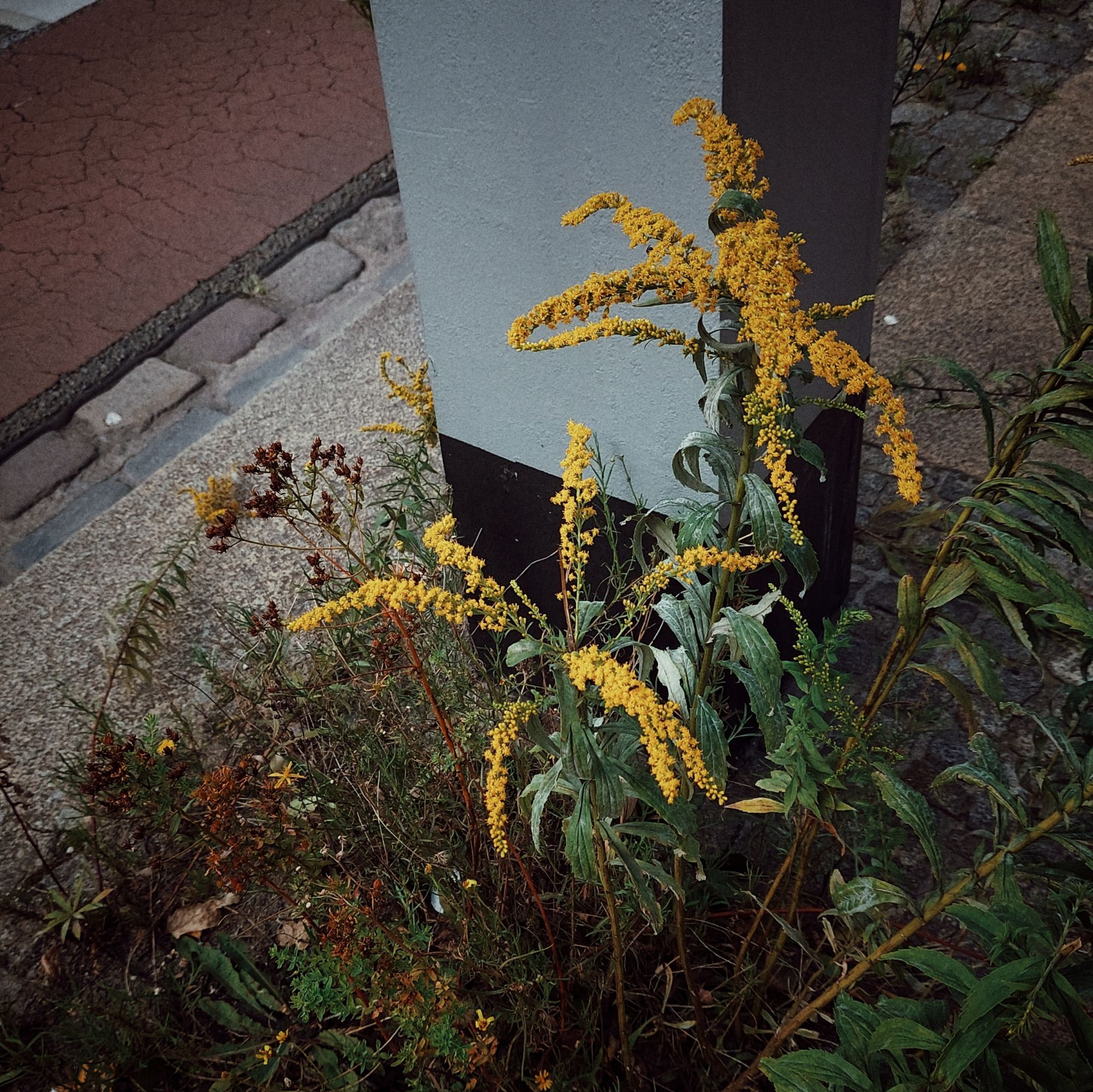 Goldrute zwischen Bürgersteig, Lichtmast und Radweg.