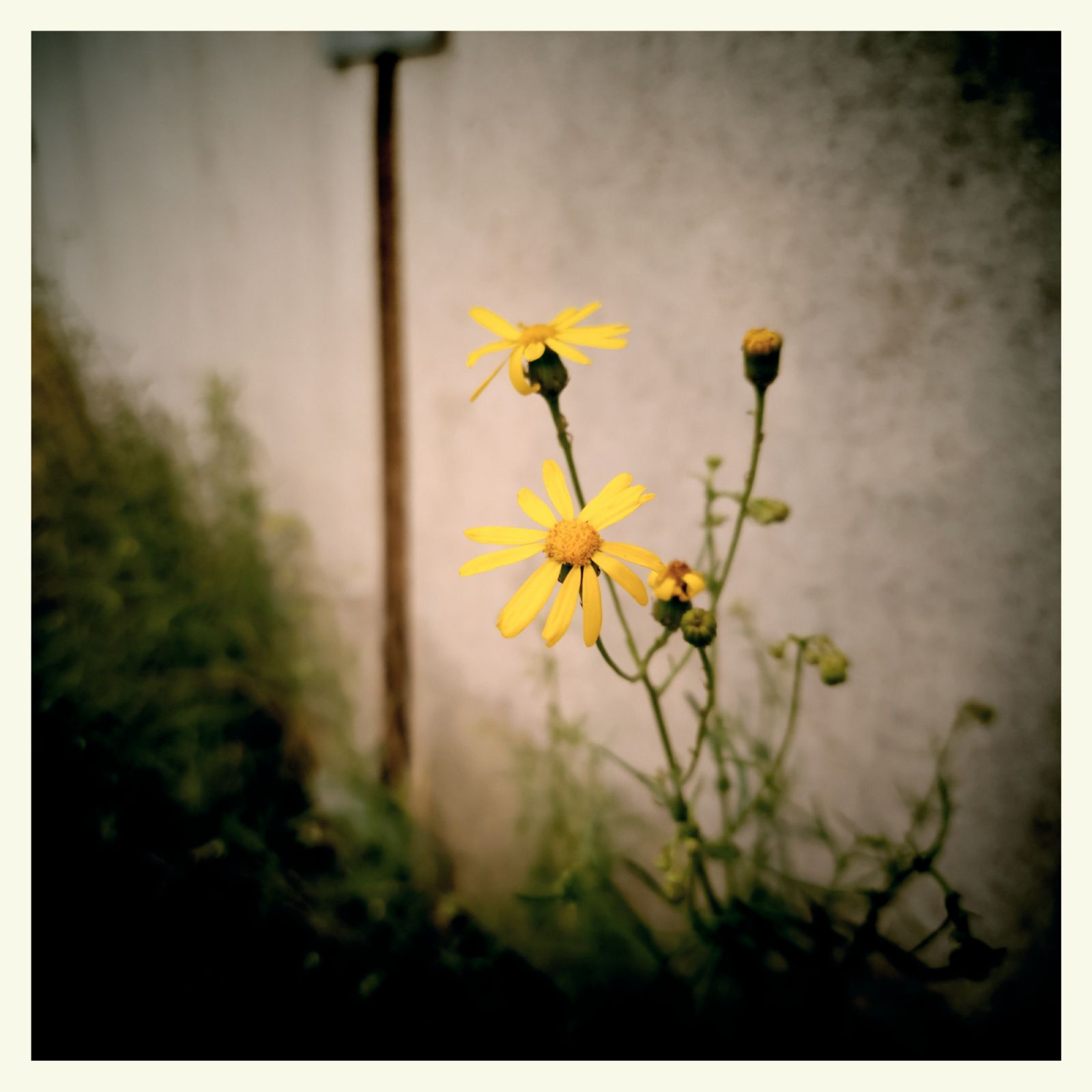 Yellow flowers in front of a concrete wall.