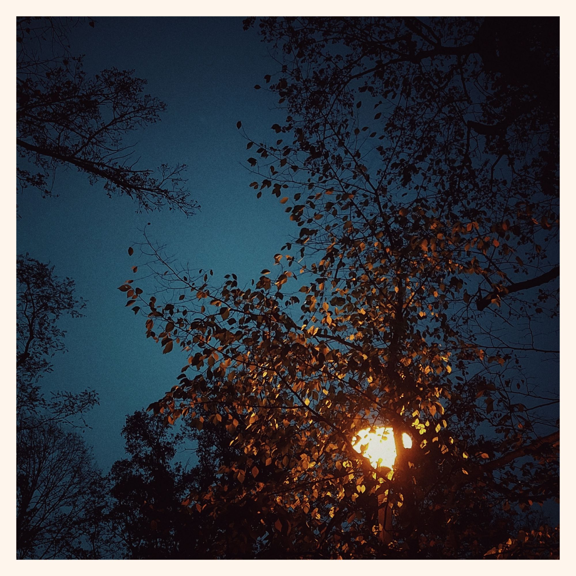 Blue sky and a lantern in the trees. Autumn mood.