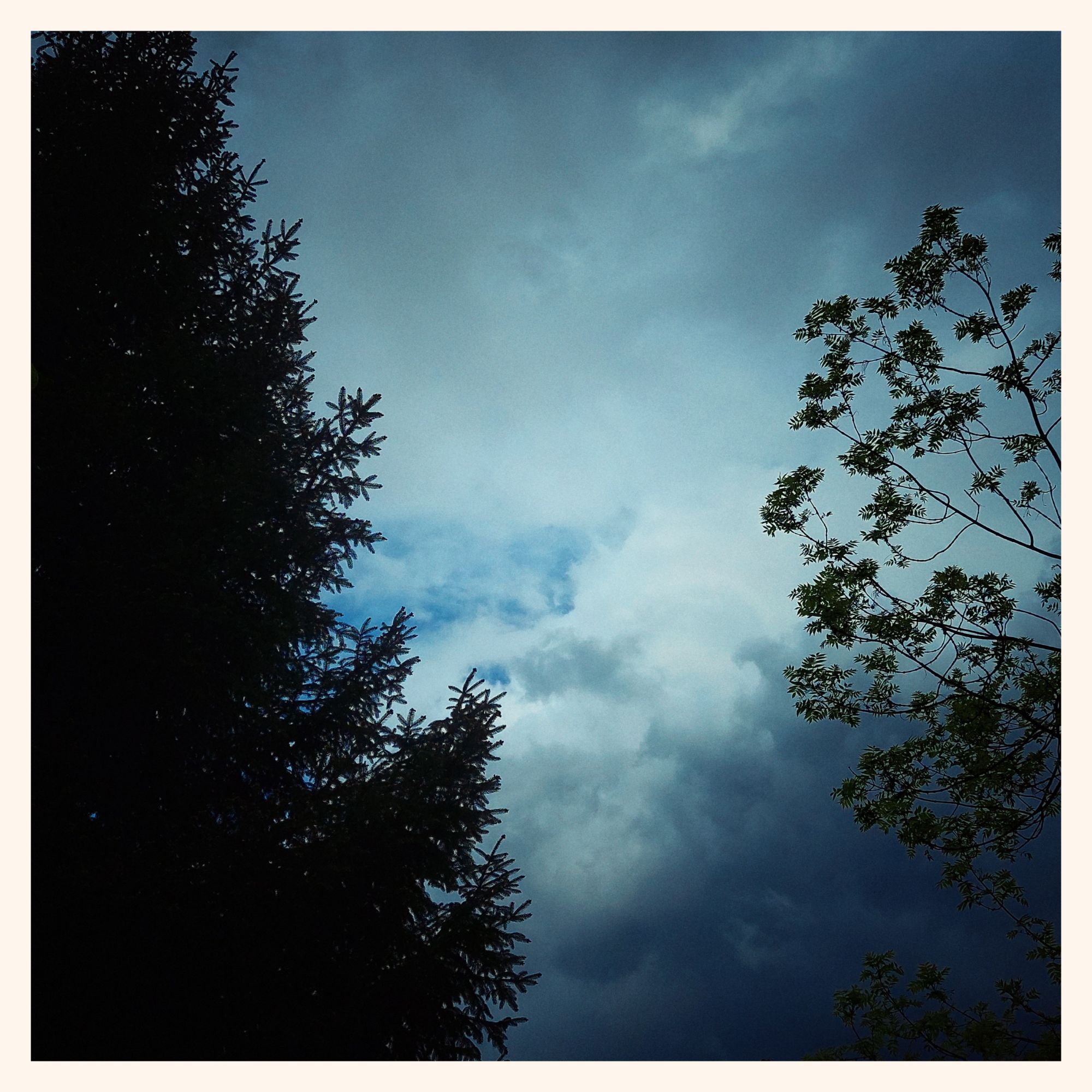 A snippet of blue sky in grey clouds. Trees in a backyard below.