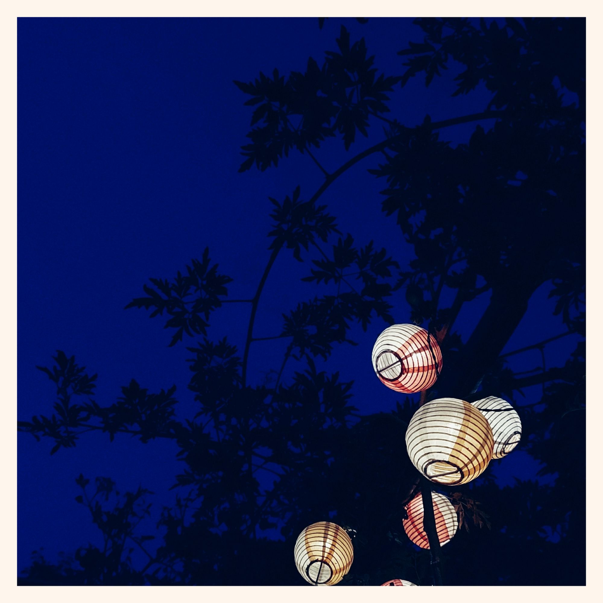 Shades of blackberries, light bulbs and a dark blue nightsky. 