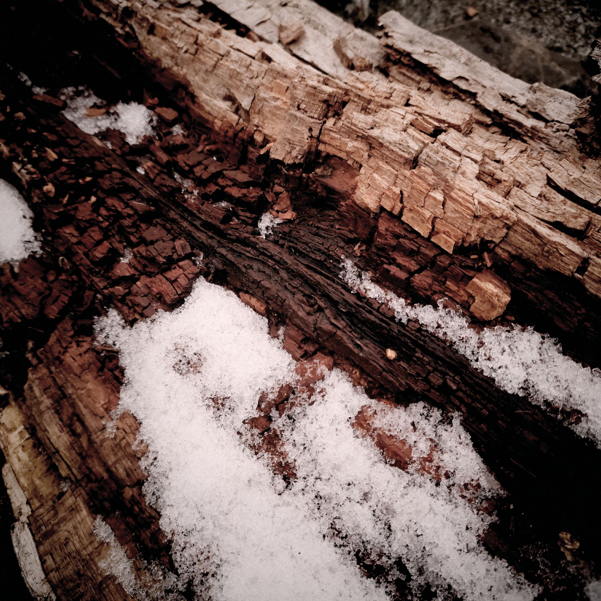 An old rotting tree trunk. Ice in between. 