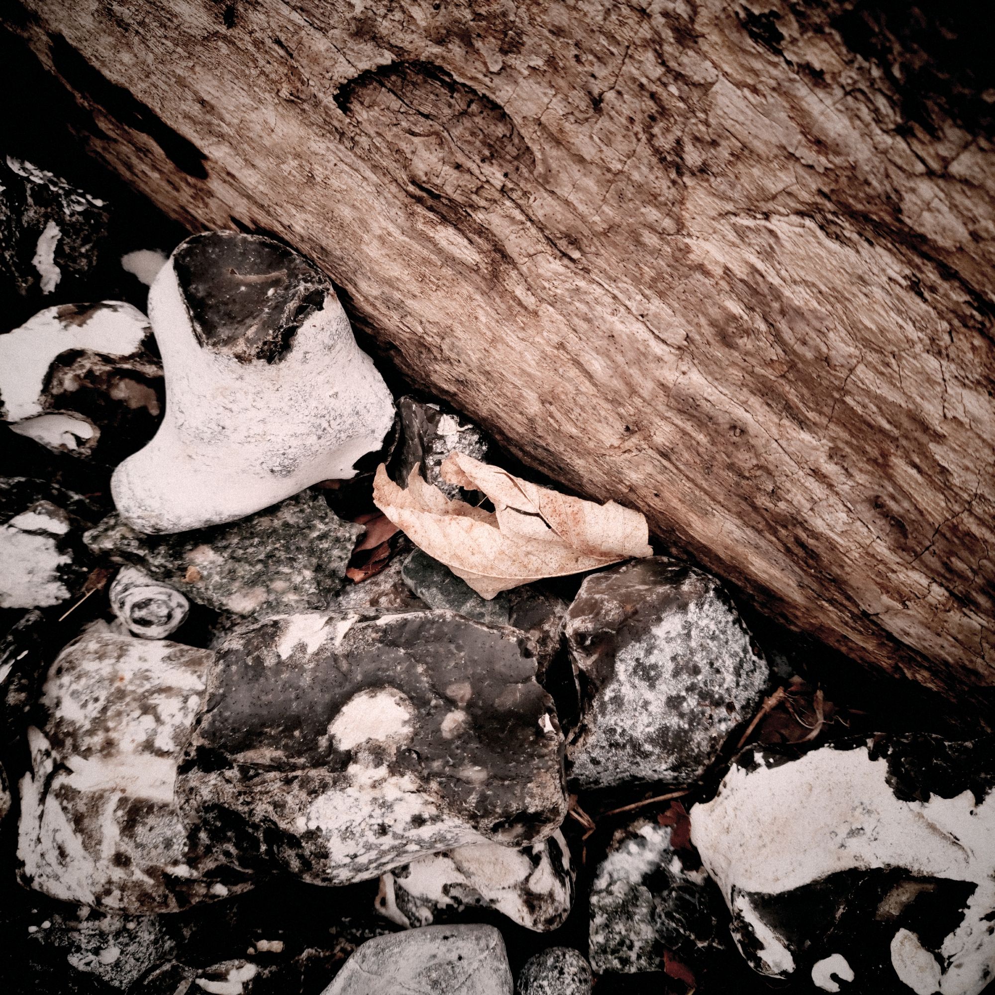 Flintstones and a leaf next to a tree trunk.