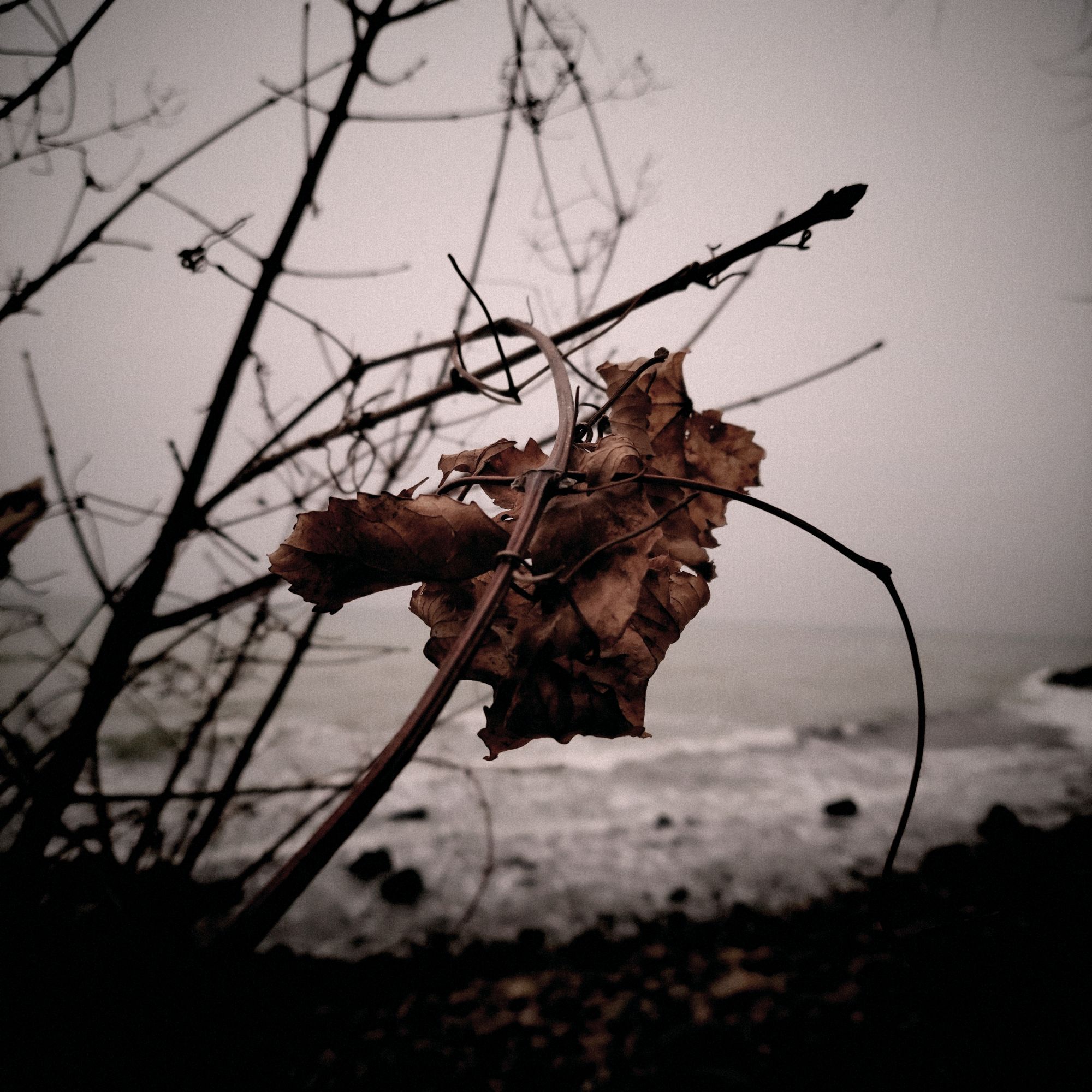 Closeup of a dried leaf. Waves and shore behind. 