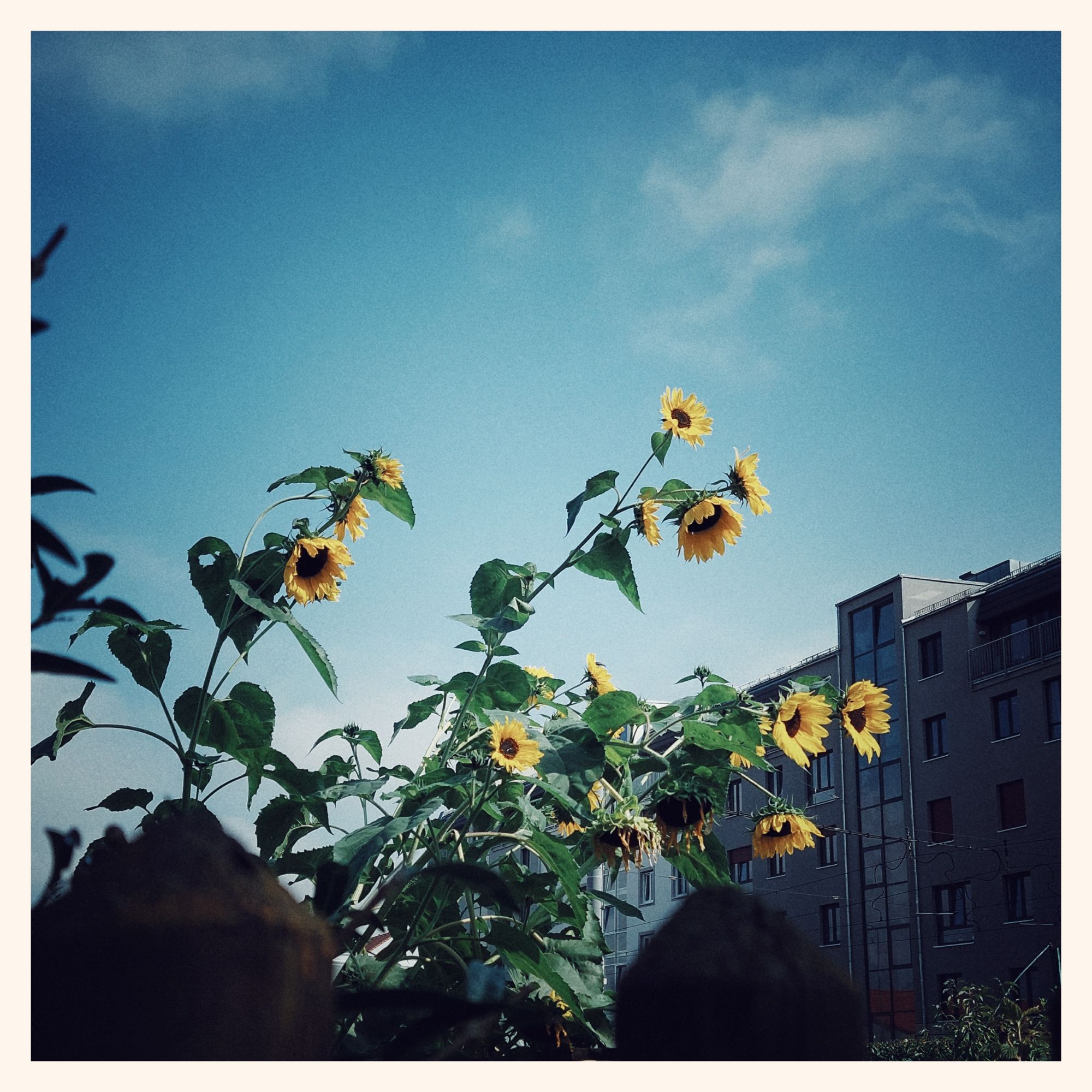 Blue sky, very few clouds above city buildings. An old fence and sunflowers in the foreground.