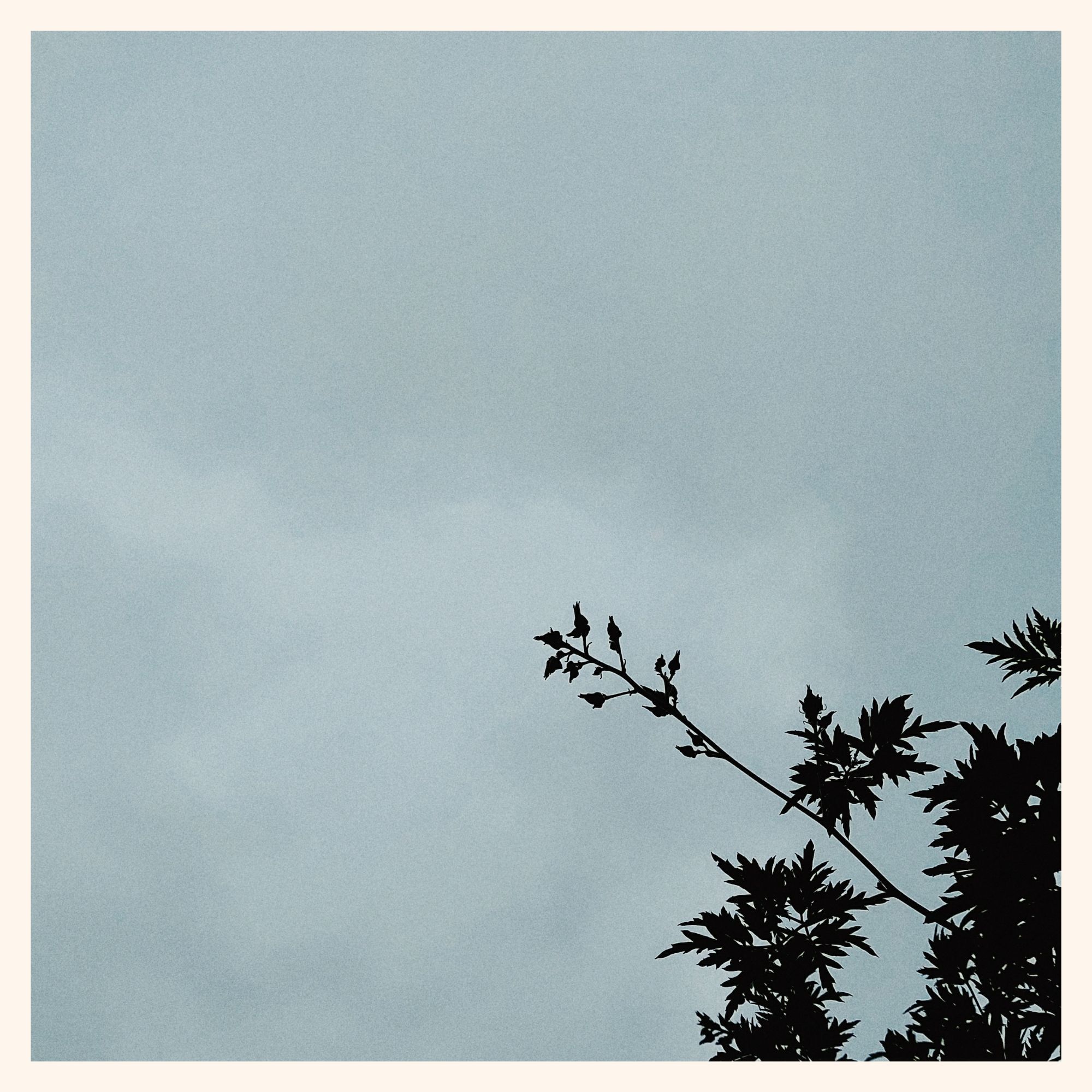 Blackberry branches in front of an almost unstructured sky.