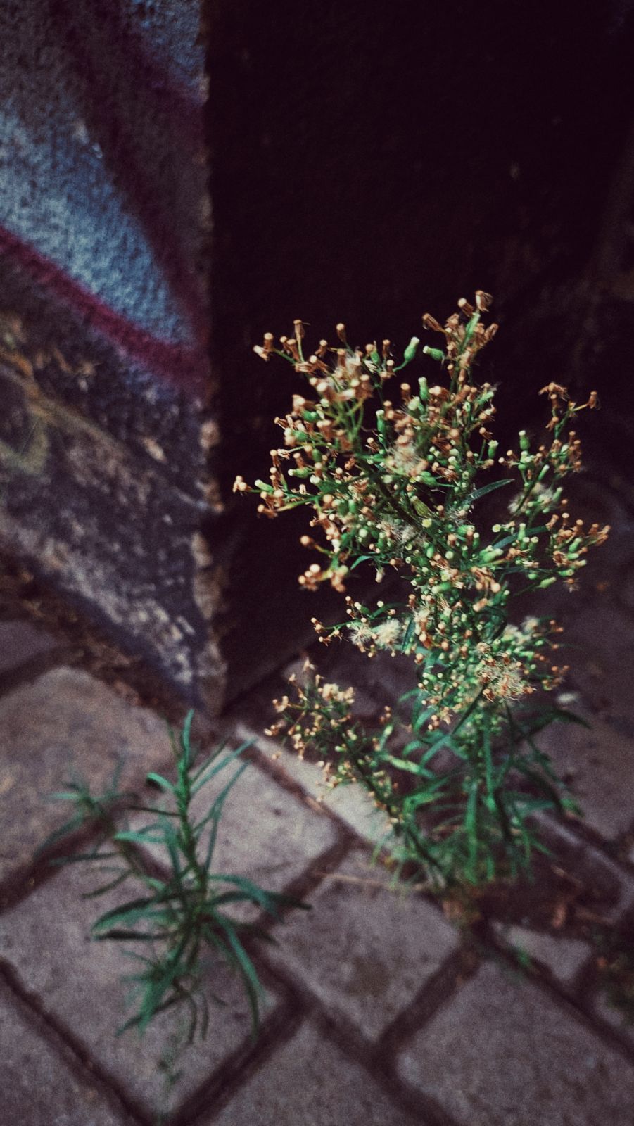 A random street plant close to a wall corner, decorated with traces,of graffiti colour.
