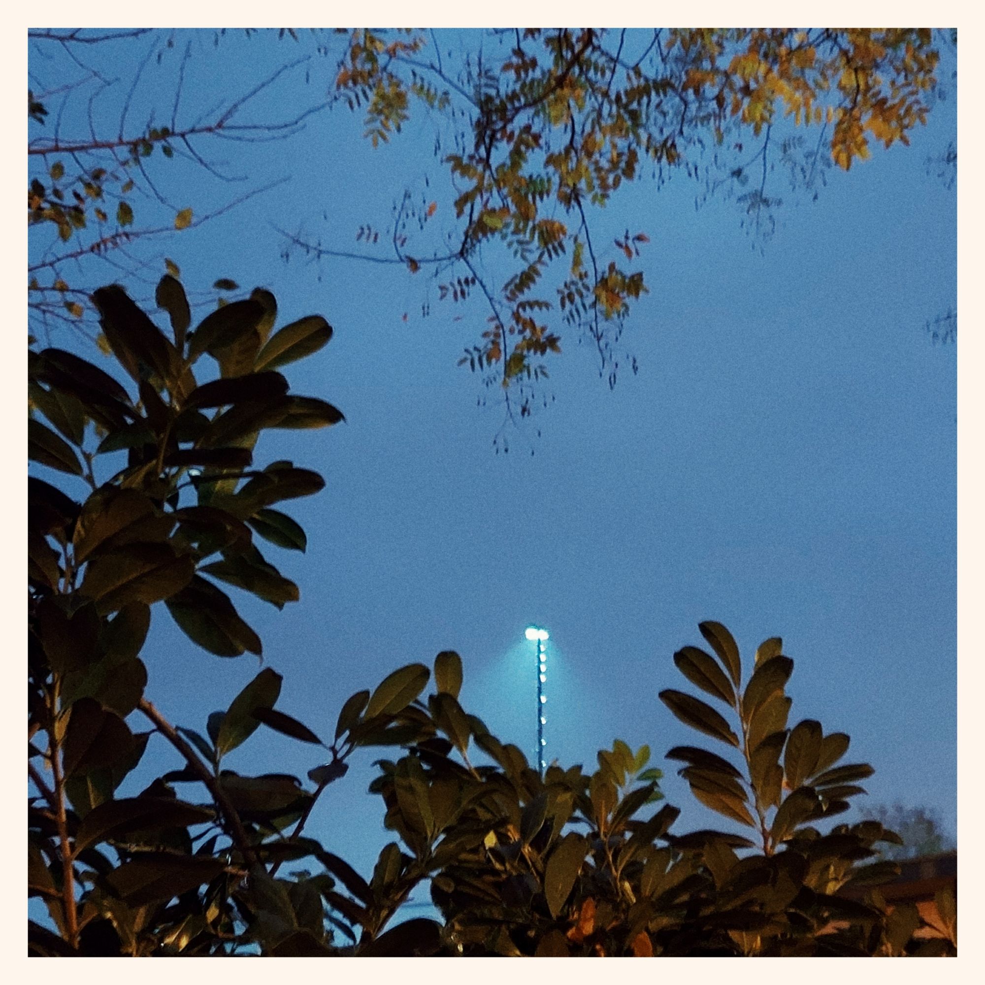 Blue dusk sky and a lantern surrounded by leaves.