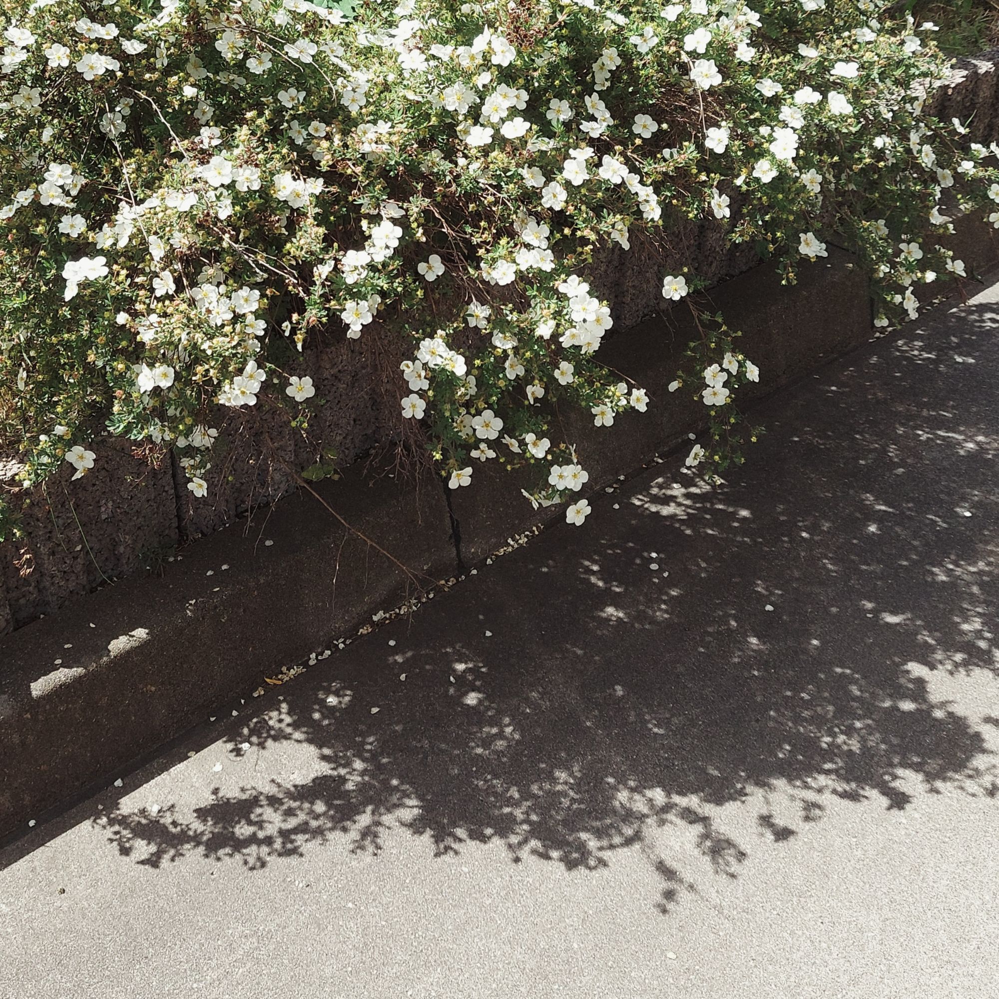 Ein Busch mit weißen Blüten wirft Schatten auf Asphalt.