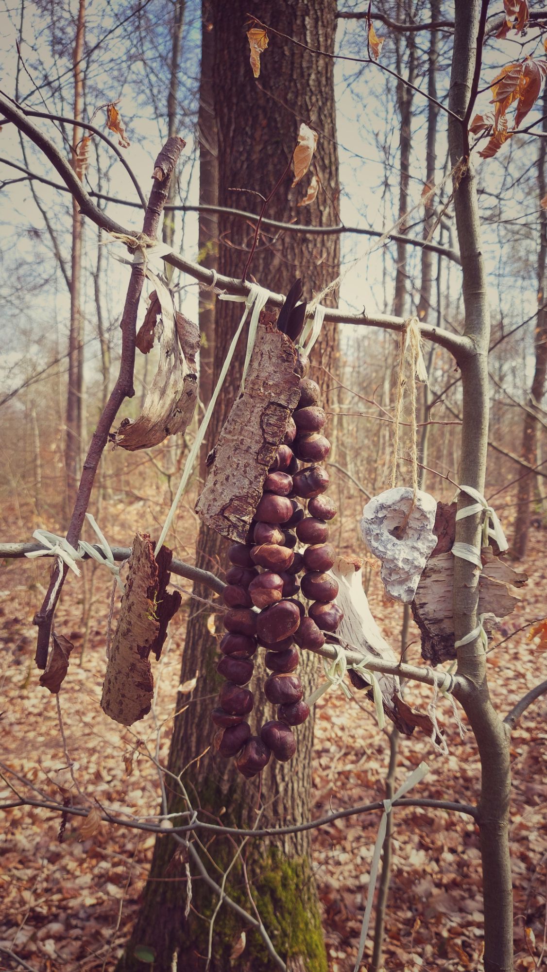Forest art, chestnuts and stones bound to twigs in a tree.