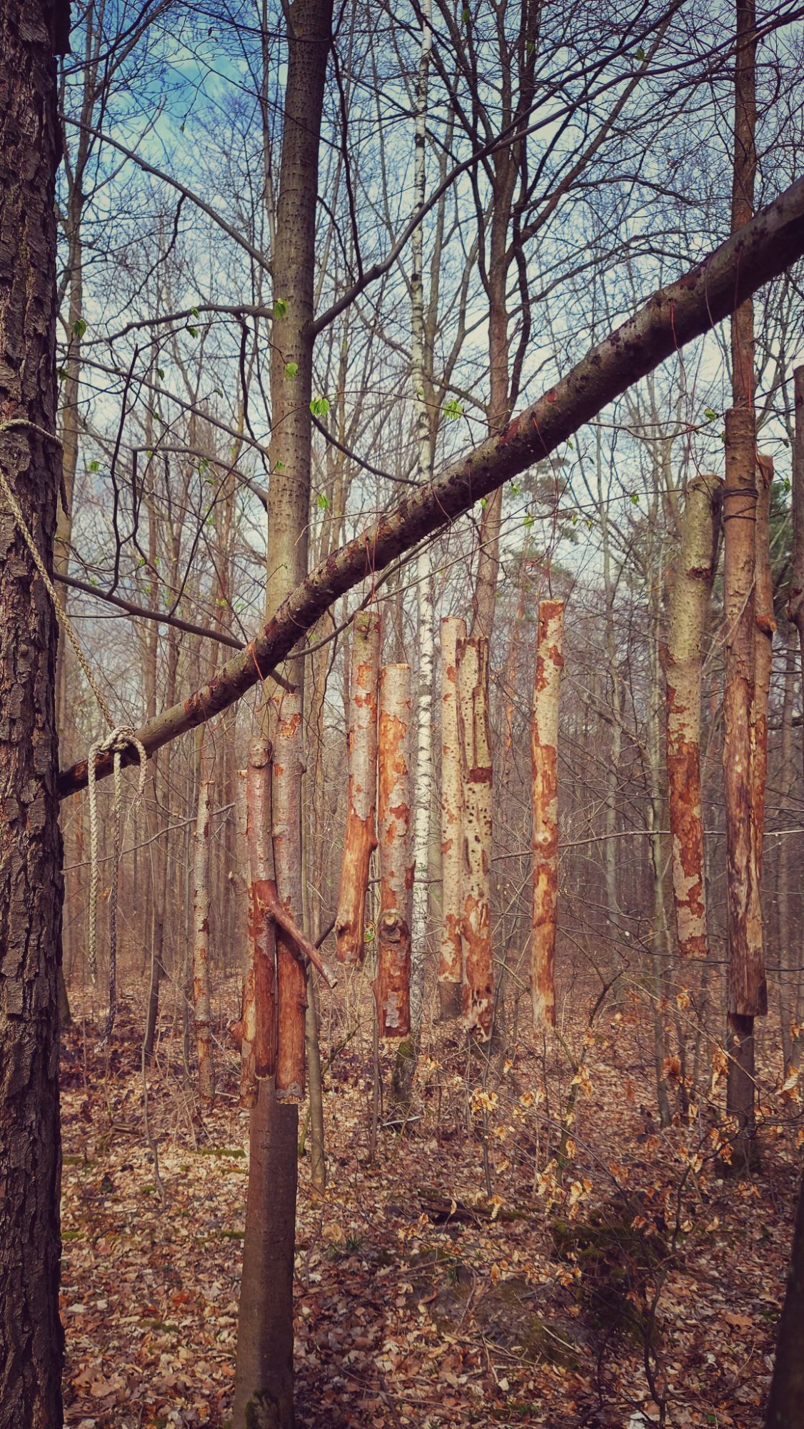 Forest art, an instrument made of wooden sticks between trees.