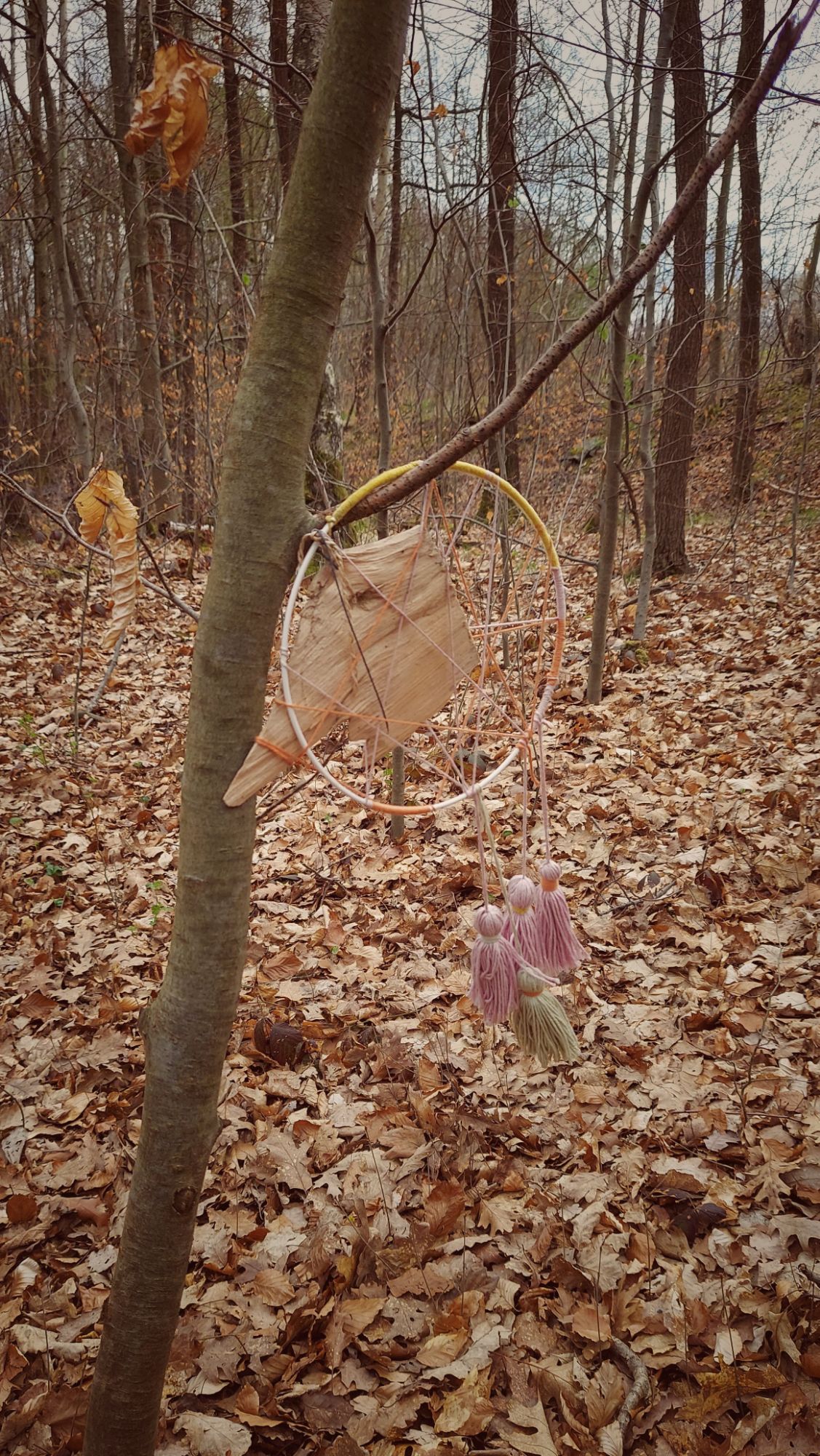 Forest art, dream catcher in a tree.