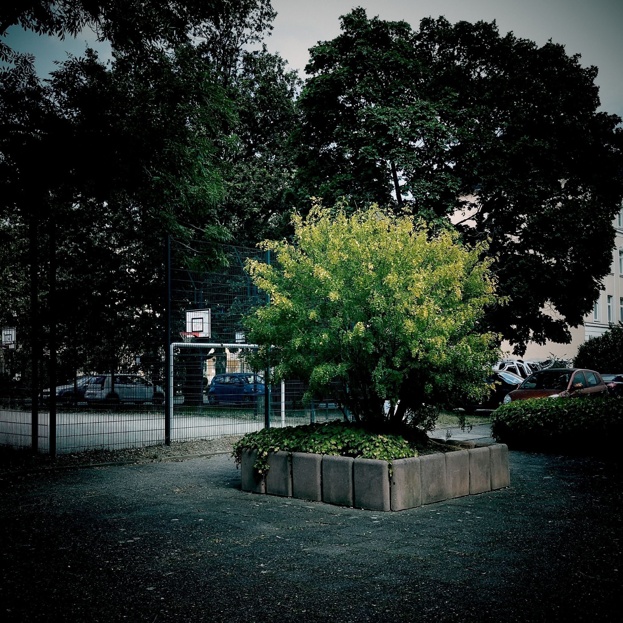A concrete place with a bush surrounded by concrete elements in the middle. Basketball field im the back.