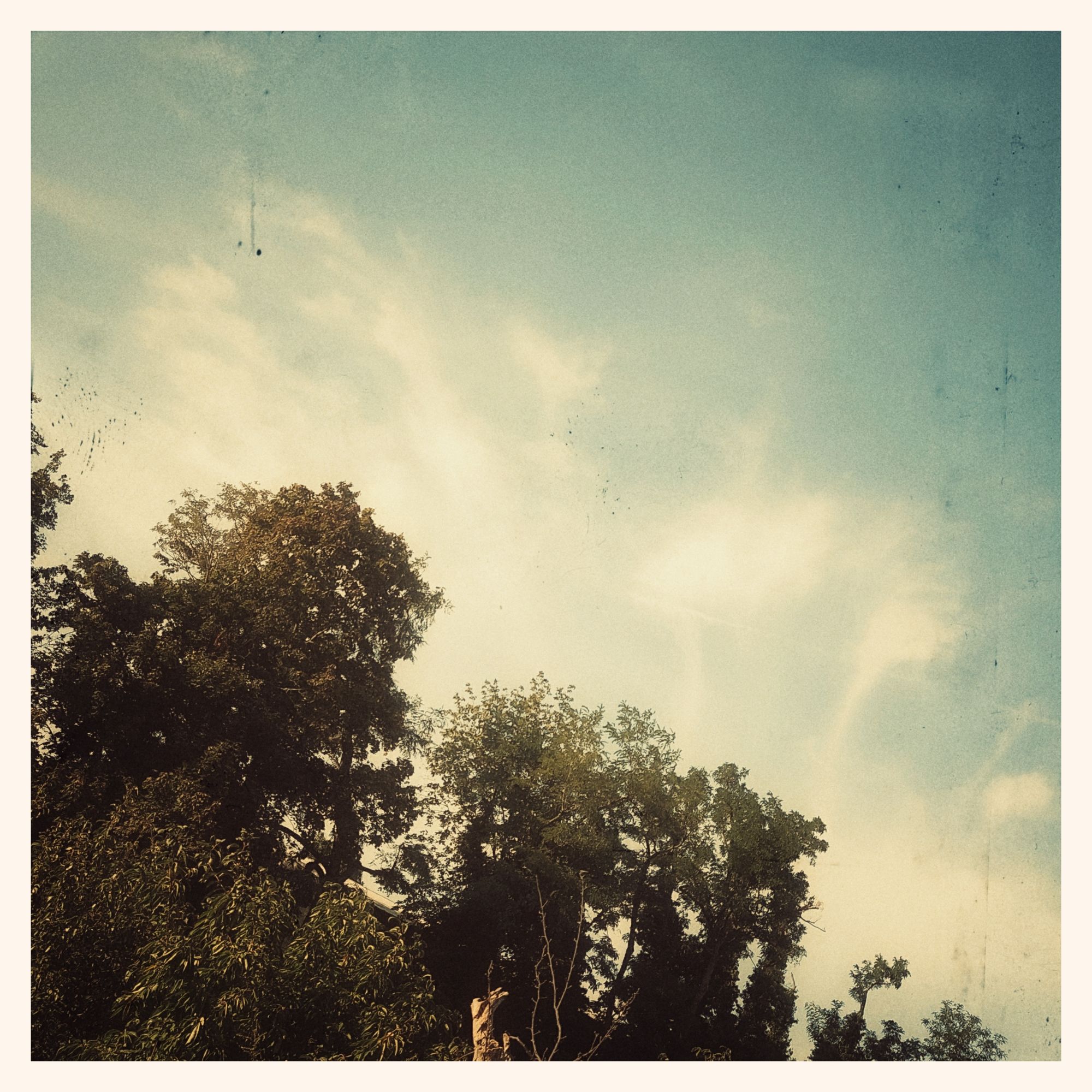 Light clouds above trees. Vintage style.