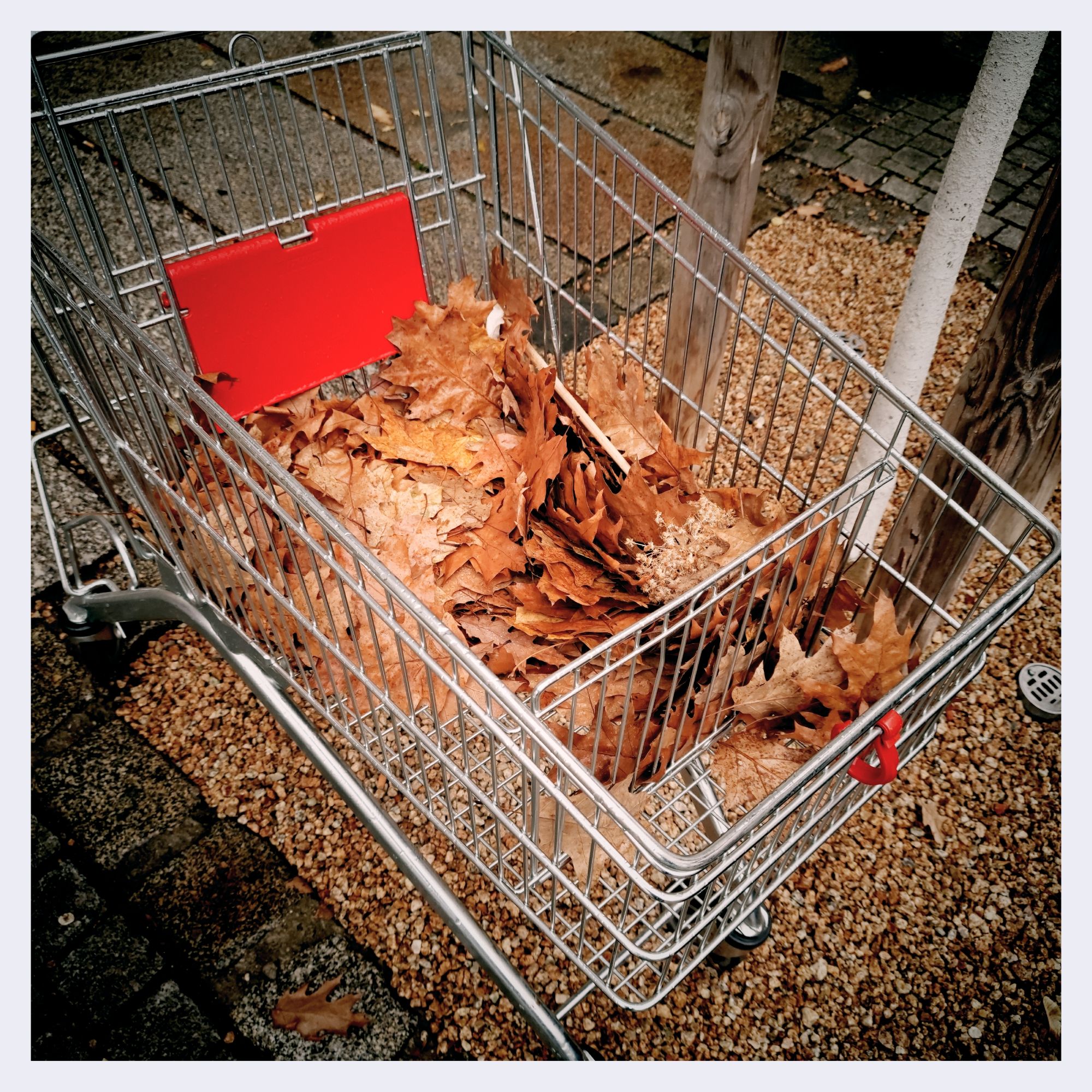 An abandoned shopping cart filled with dried brown leaves.