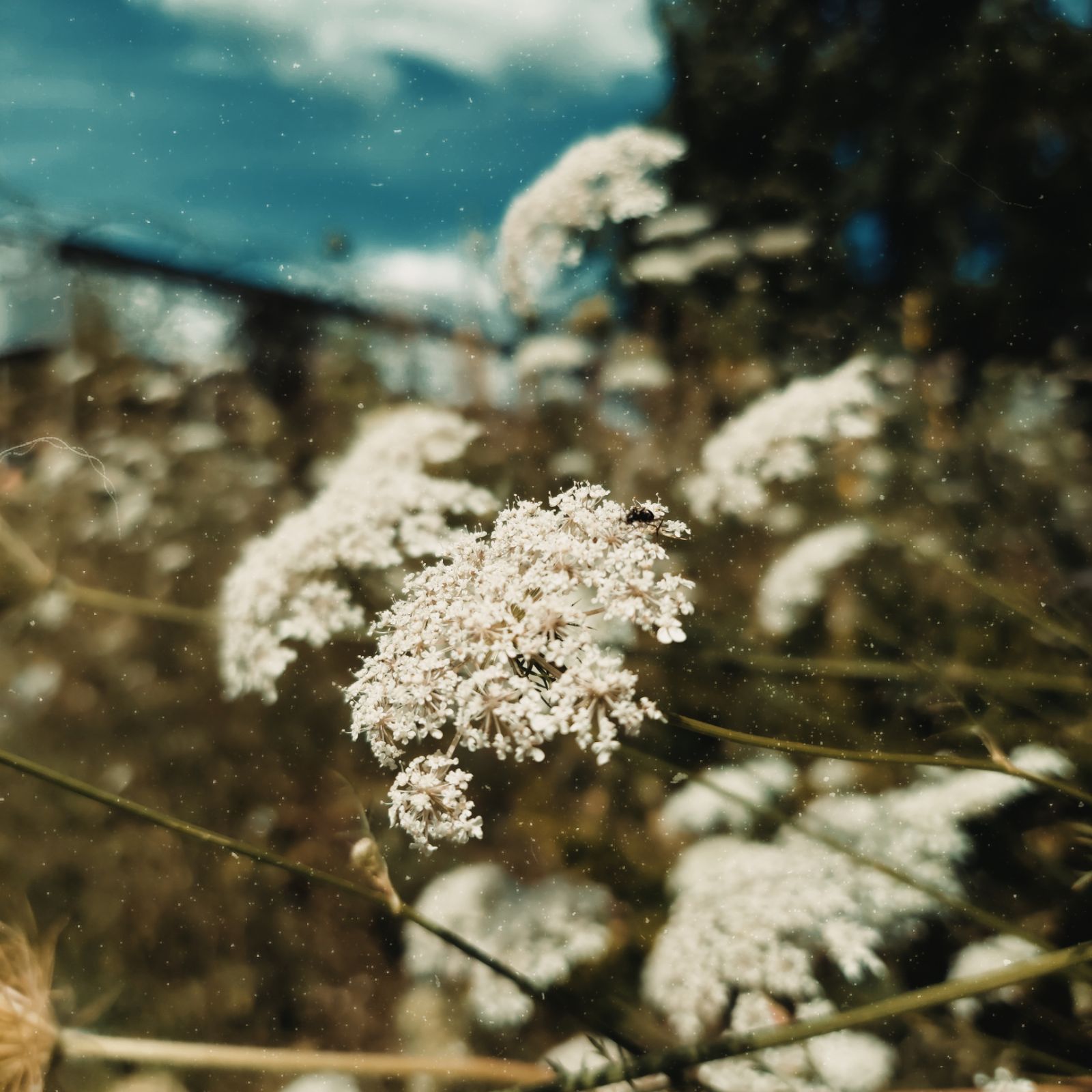 White blossoms of a roadside flower in front of a distant house.