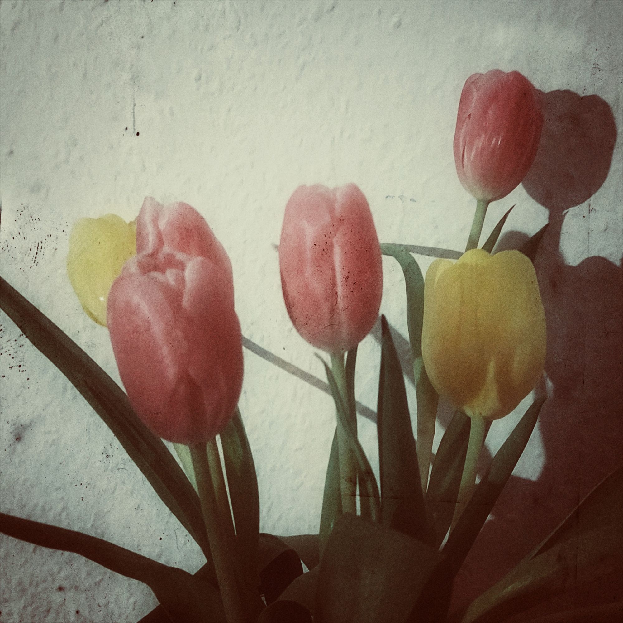 Tulips, pink and yellow, in front of a white wall. Vintage picture effect.