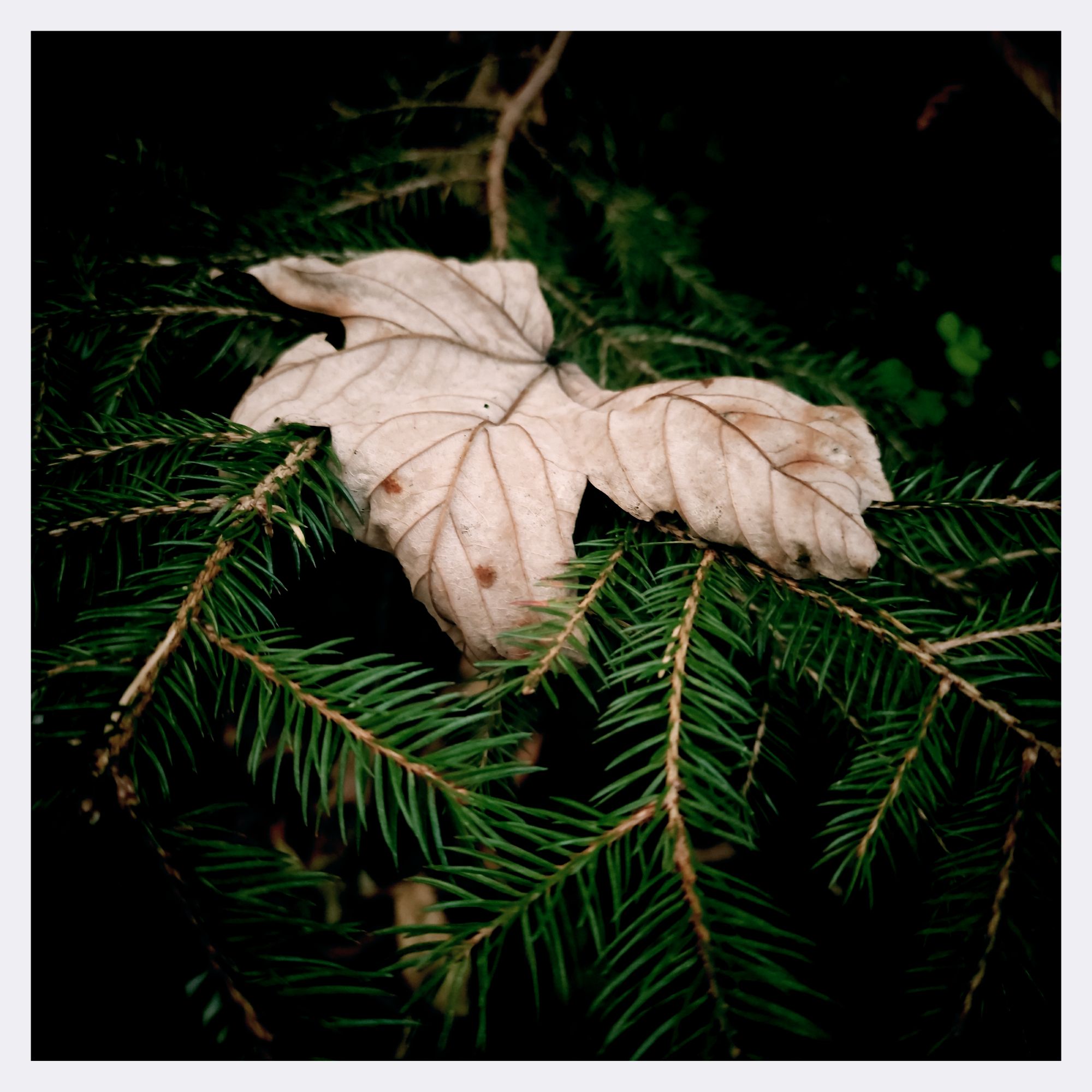 A dried brown leaf on conifer needles.