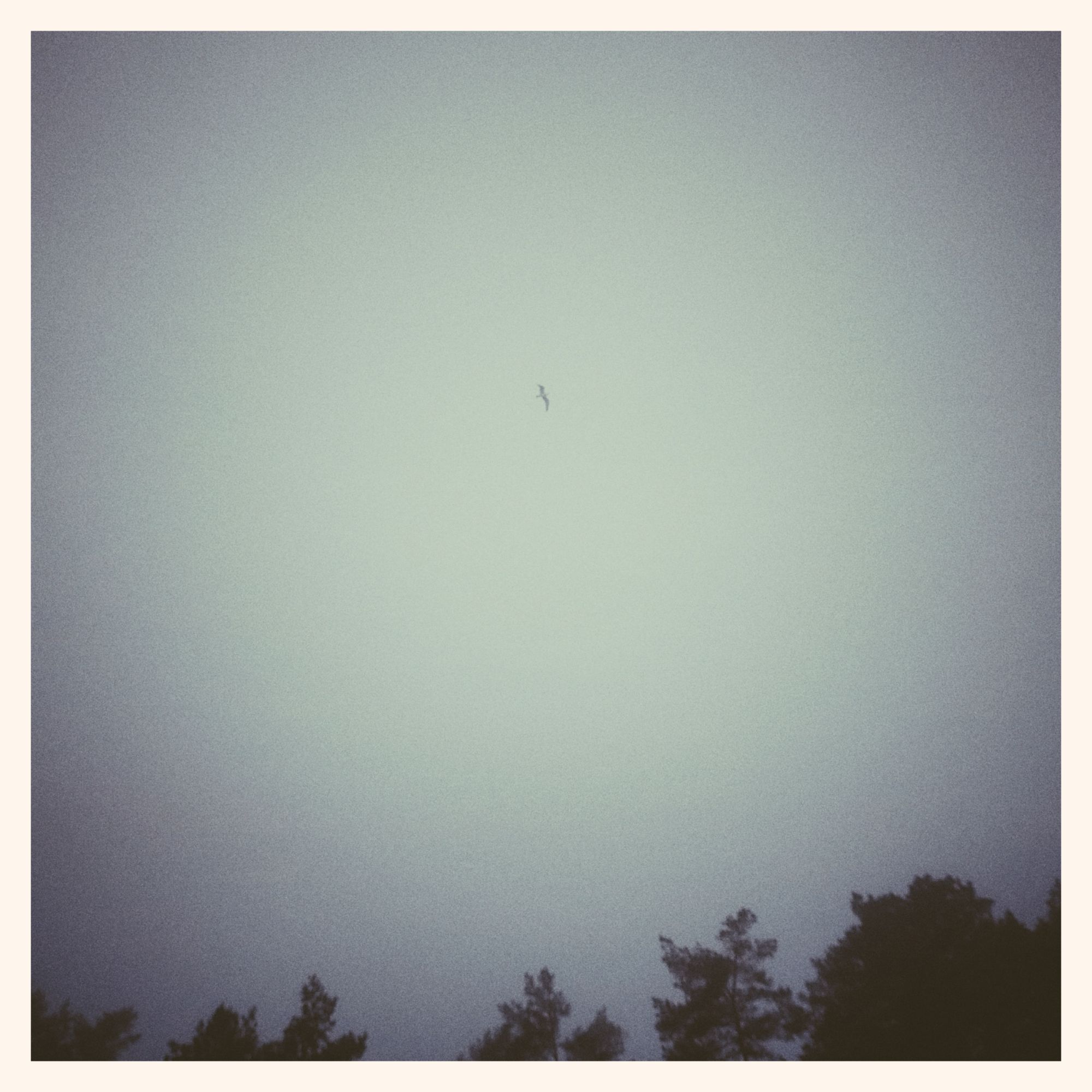Seagulls in a grey sky. Trees below. 