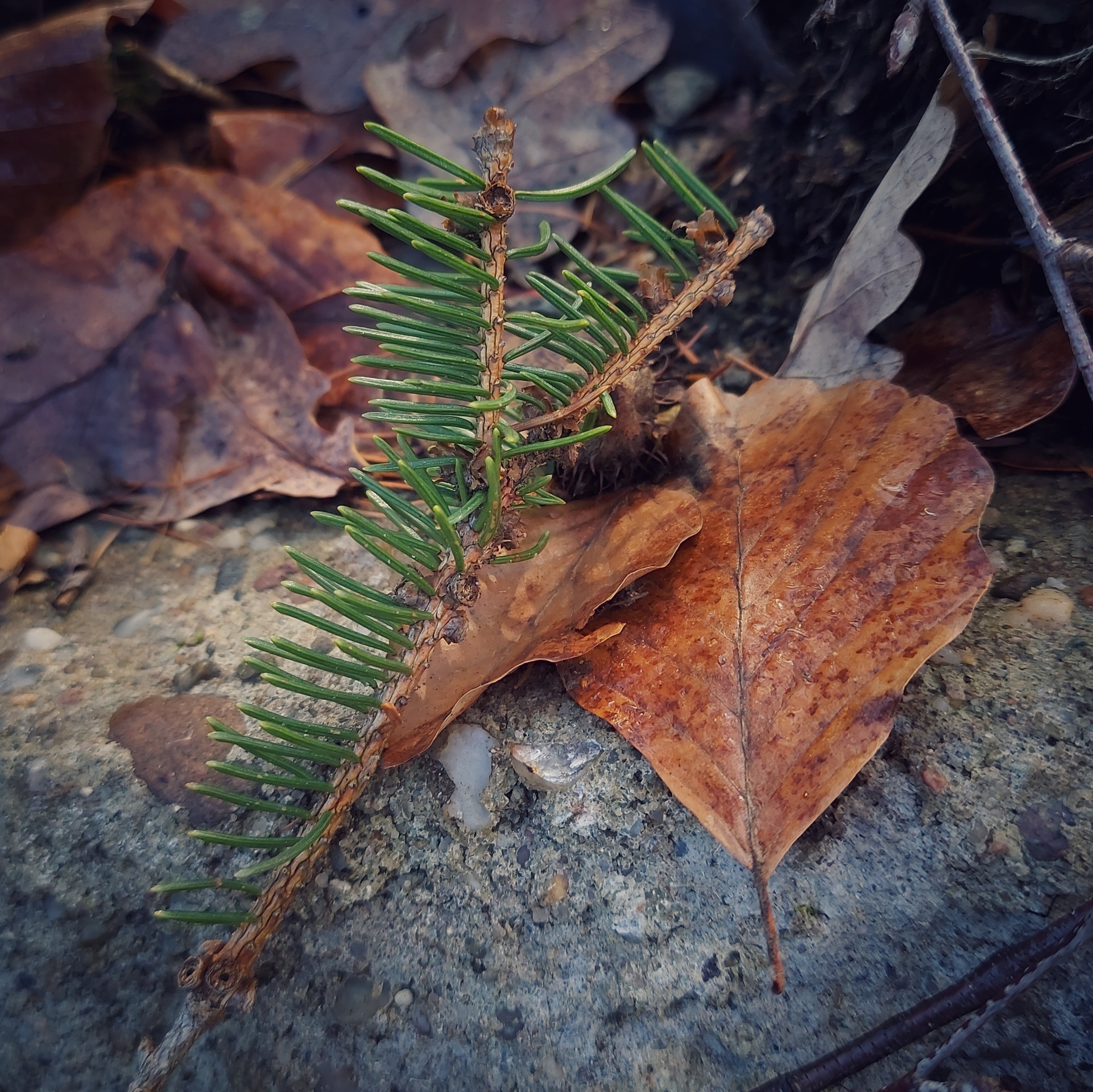 Eichenblätter und Nadeln auf einem Waldstein.