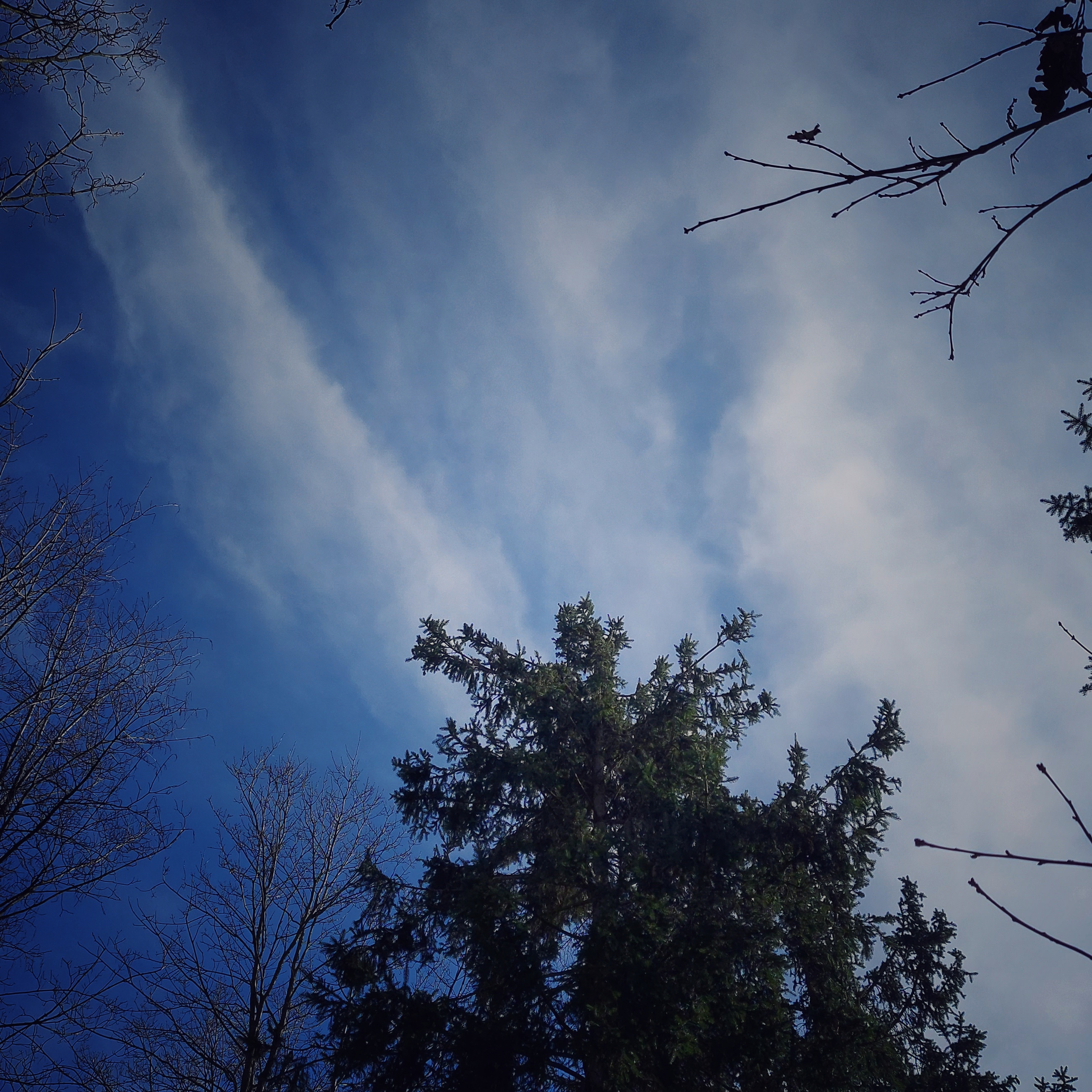 Wolken in blauem Himmel. Nadelbäume in der Mitte.