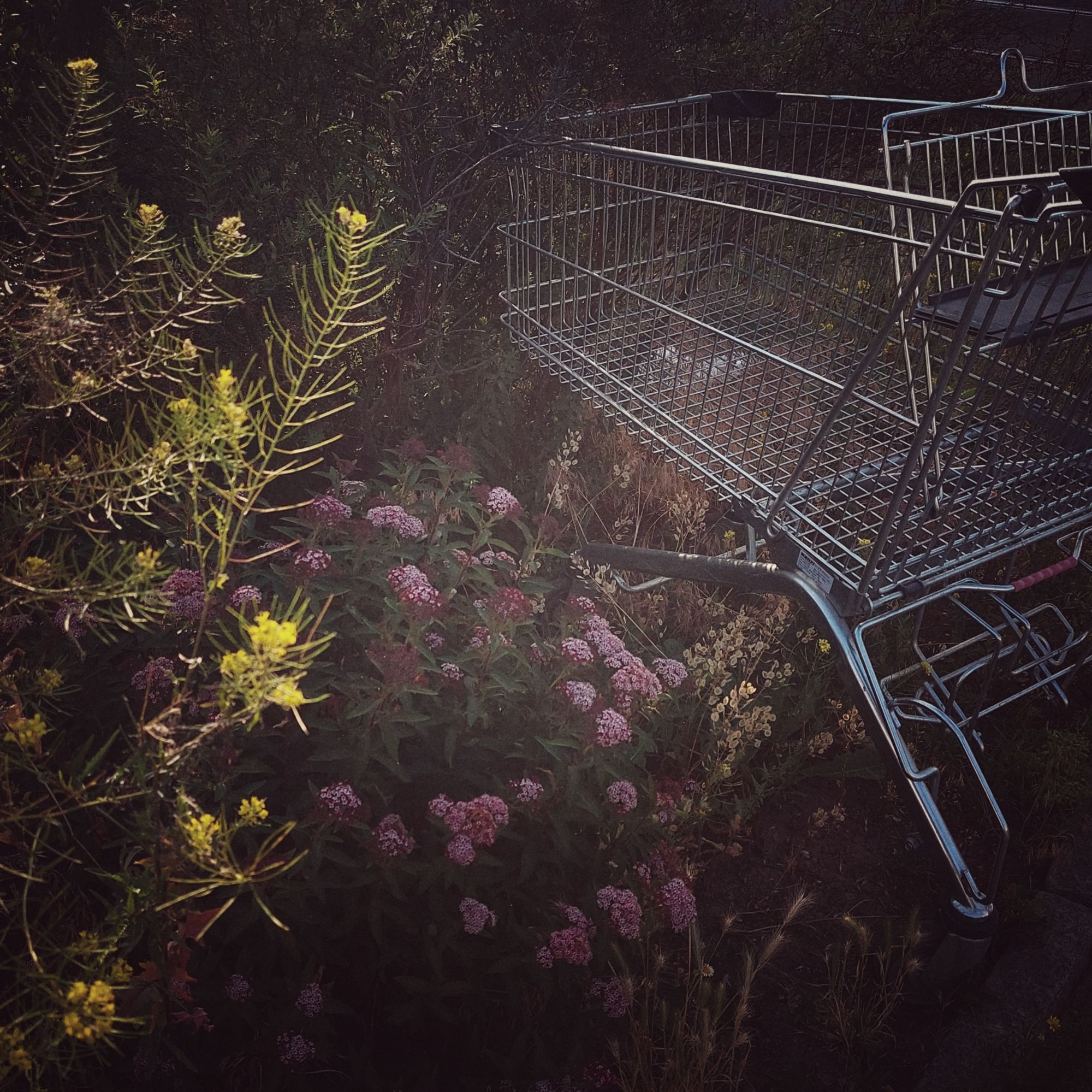 Ein verlassener Einkaufswagen im Grün, umgeben von lilafarbenen und gelben Blüten.