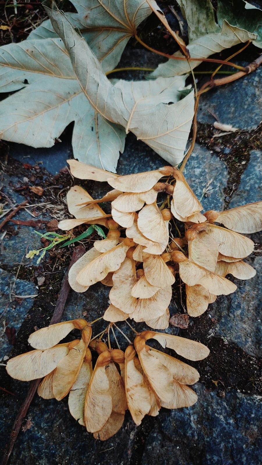 Seeds and leaves on a path of stones.