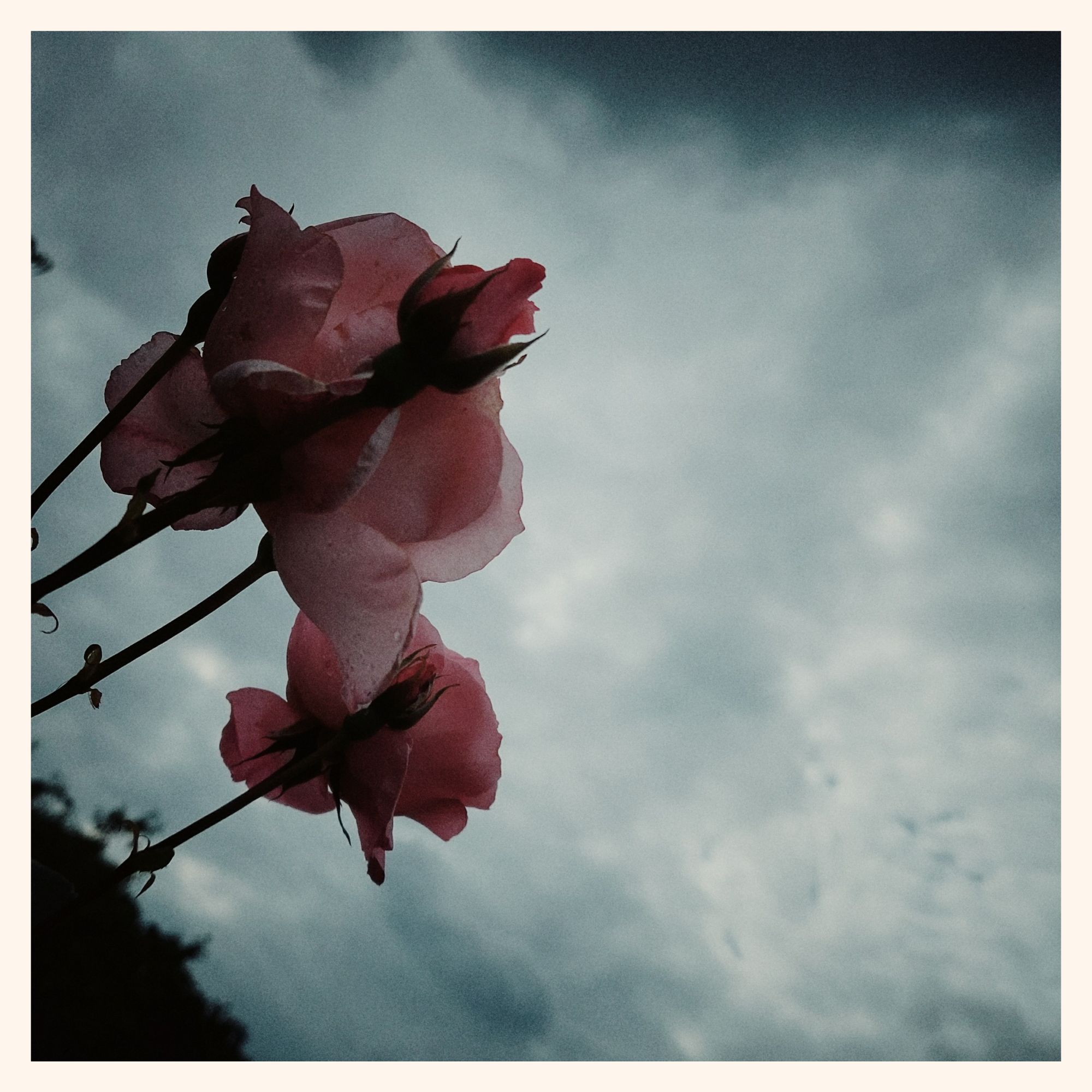 Partially translucent pink roses in front of a cloudy wild sky.