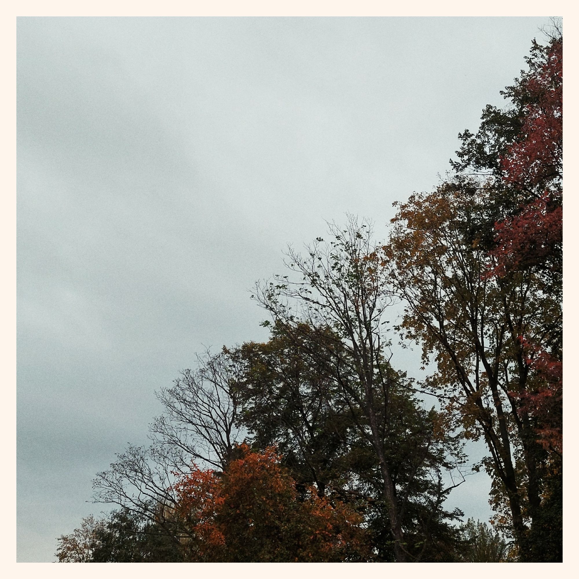 Grey sky in the left upper half of the frame, trees with leaves in different colours on the lower right.