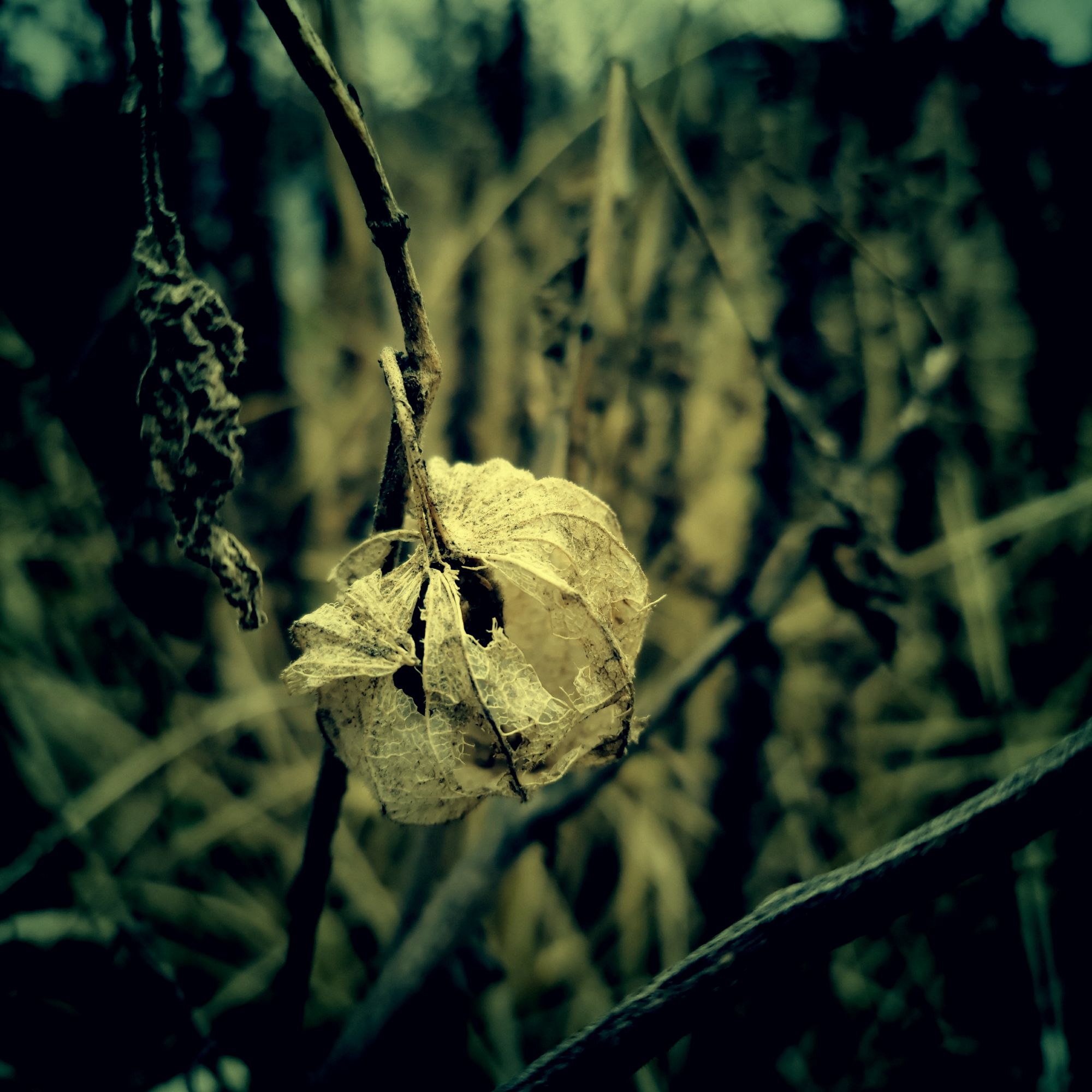 Physalis-Blüte in vertrocknetem Laub.