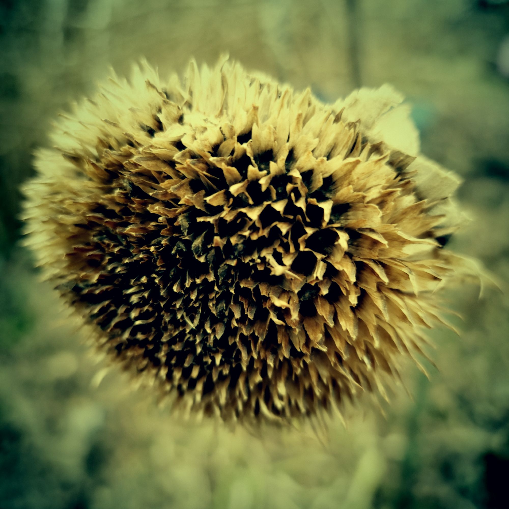 Vertrocknete Blüte einen Sonnenblume.