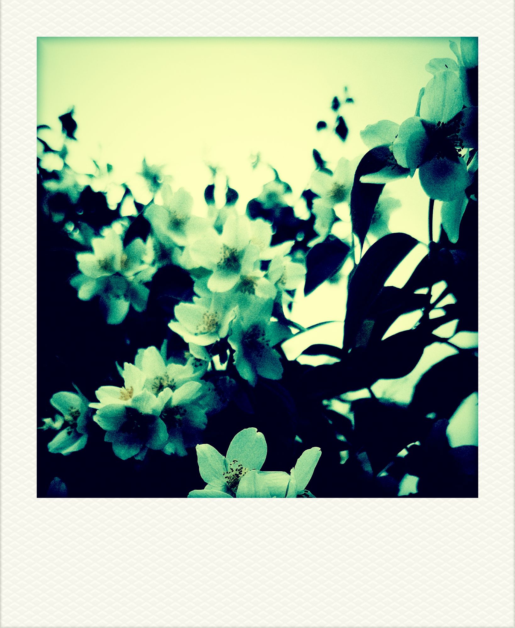 Fake-Polaroid von weißen Blüten vor mattem Hintergrund.