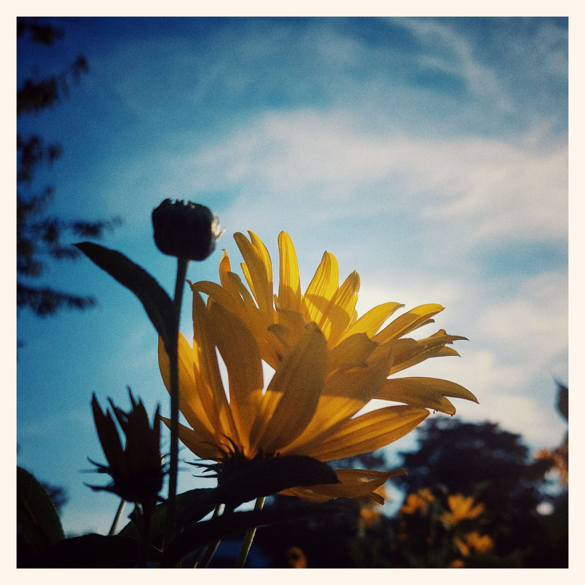 Yellow blossoms. Light of setting sun shining through. A soft sky with some thin clouds behind. 