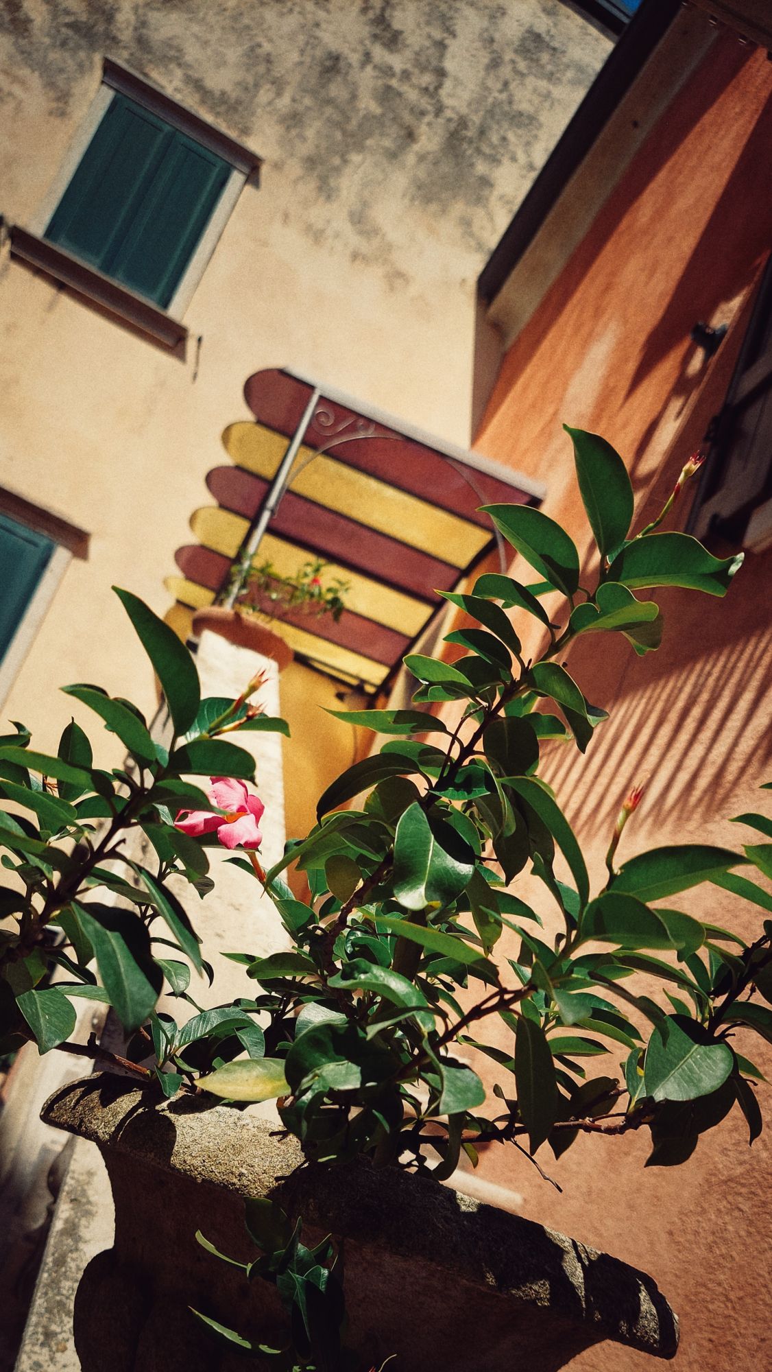 A mediterranen plant with a pink blossom in front. Facade of a house in the back.