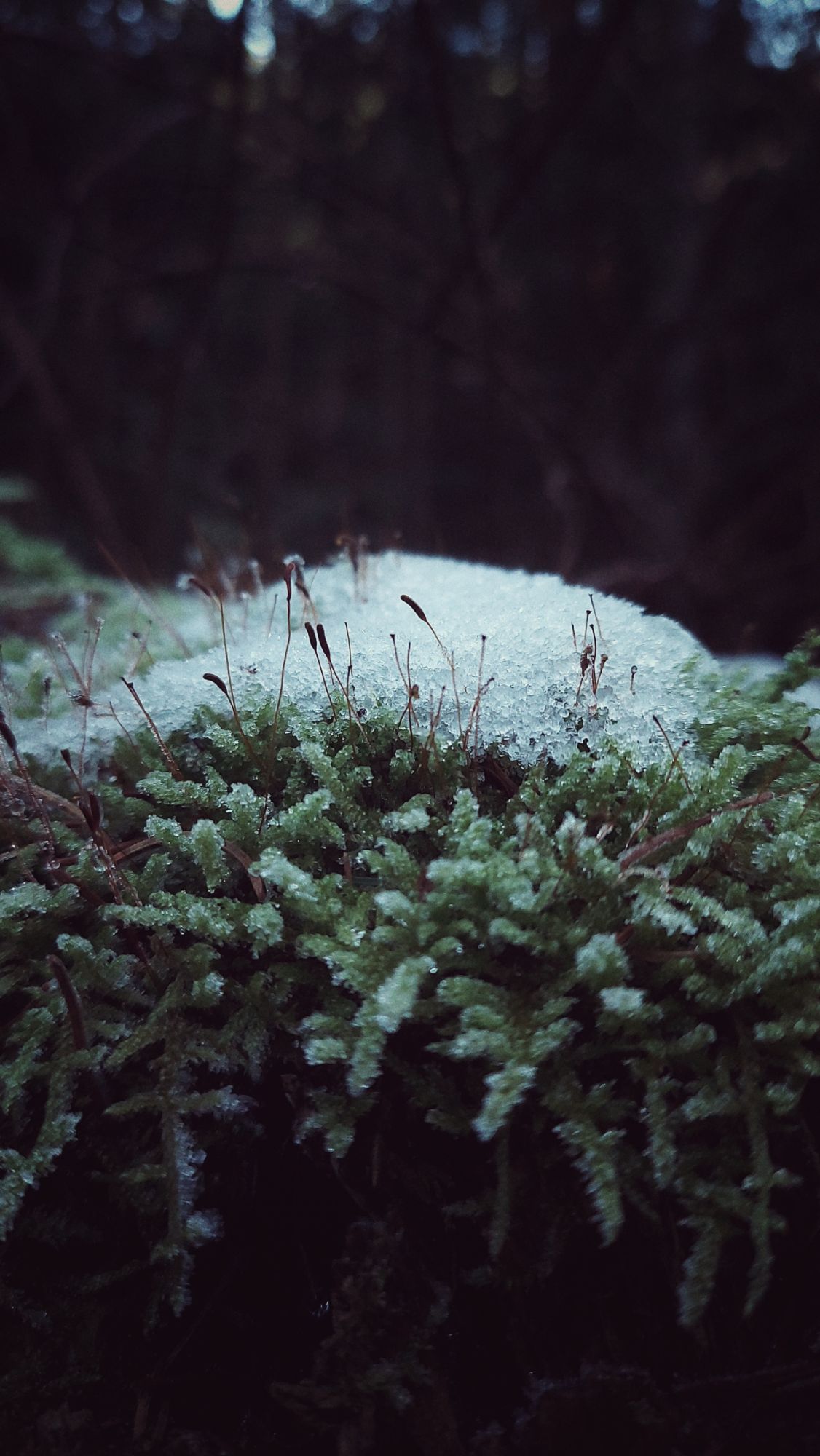 Snow on green moss.