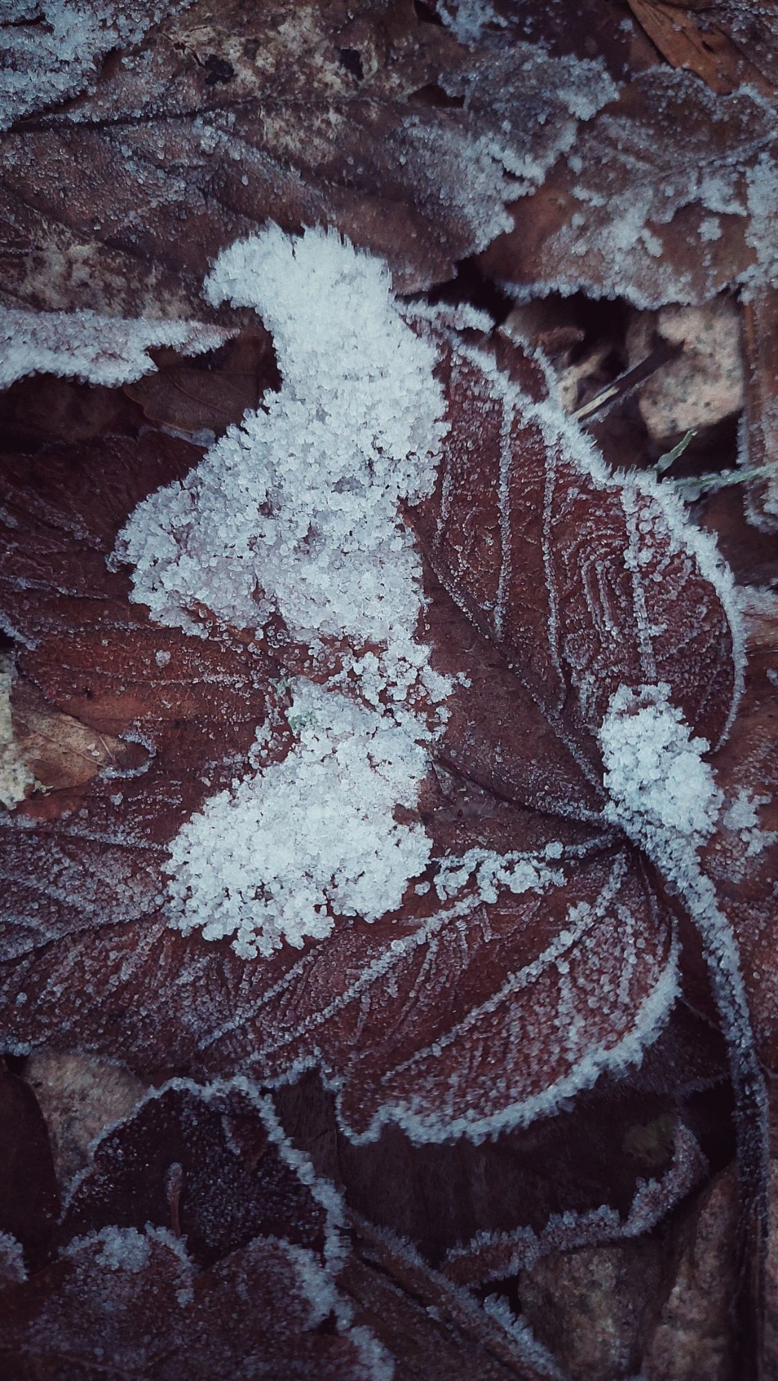 Ice and snow on frozen leaves.