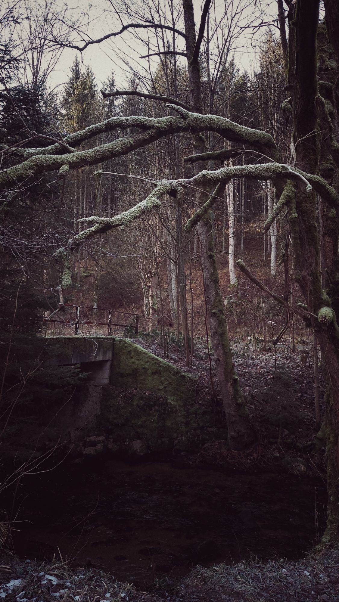 An old bridge across a river. And s pale tree.