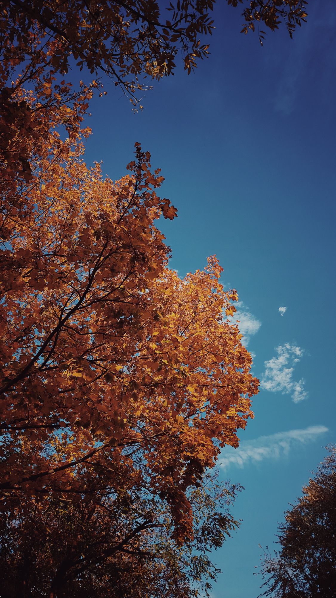 Autumn coloured trees and blue sky.