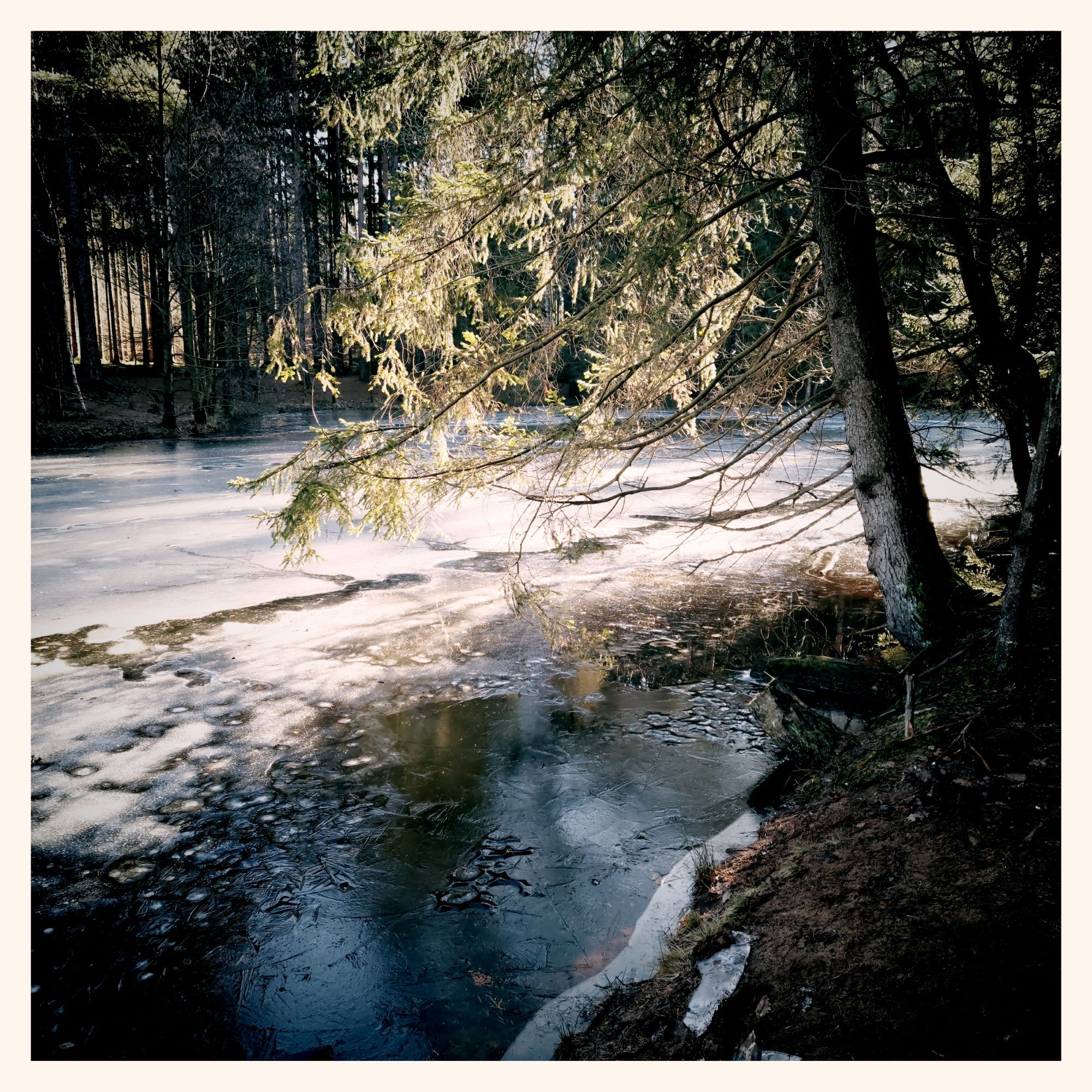 Fir trees surrounding a frozen lake, sun reflected by the ice.
