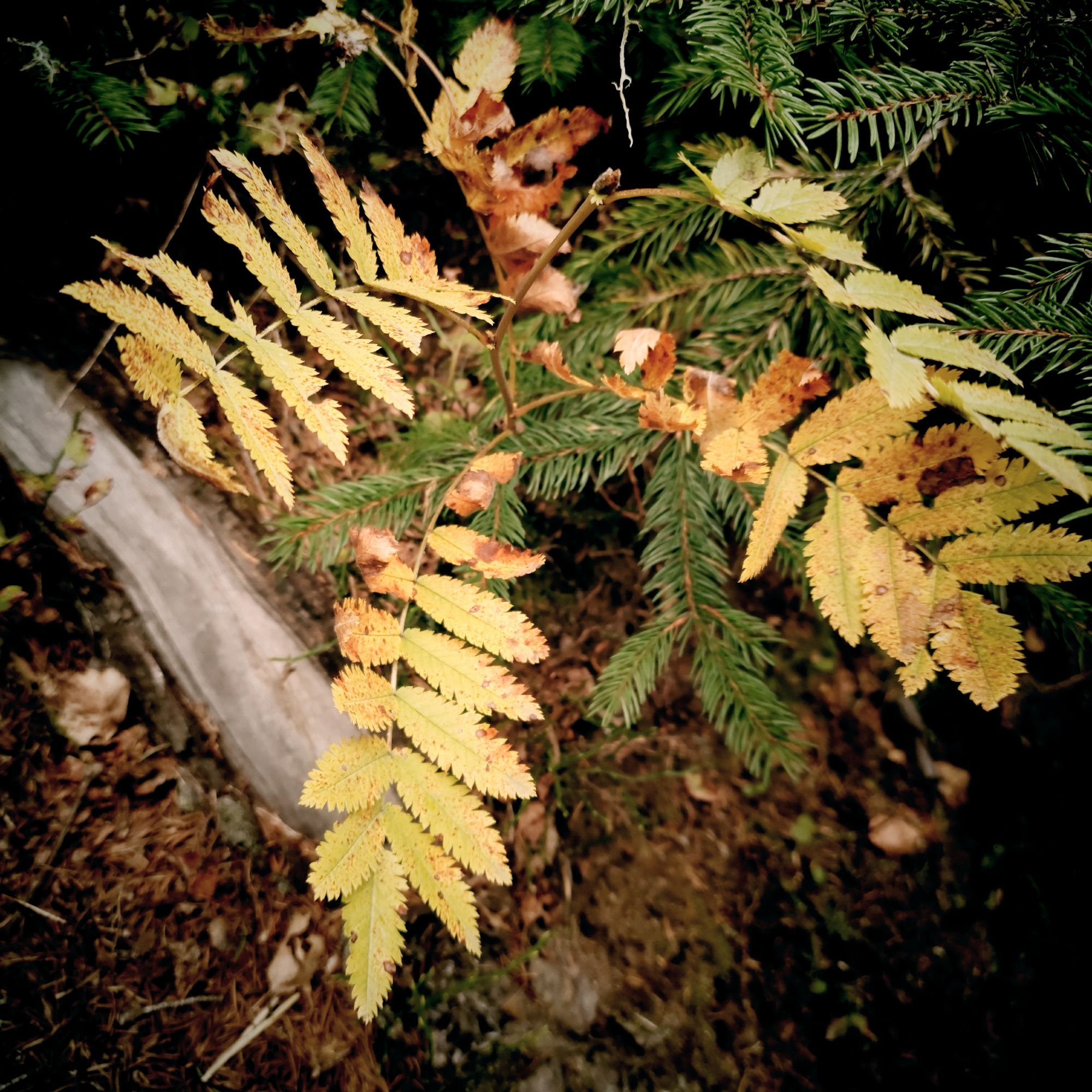 Fern leaves, closeup.